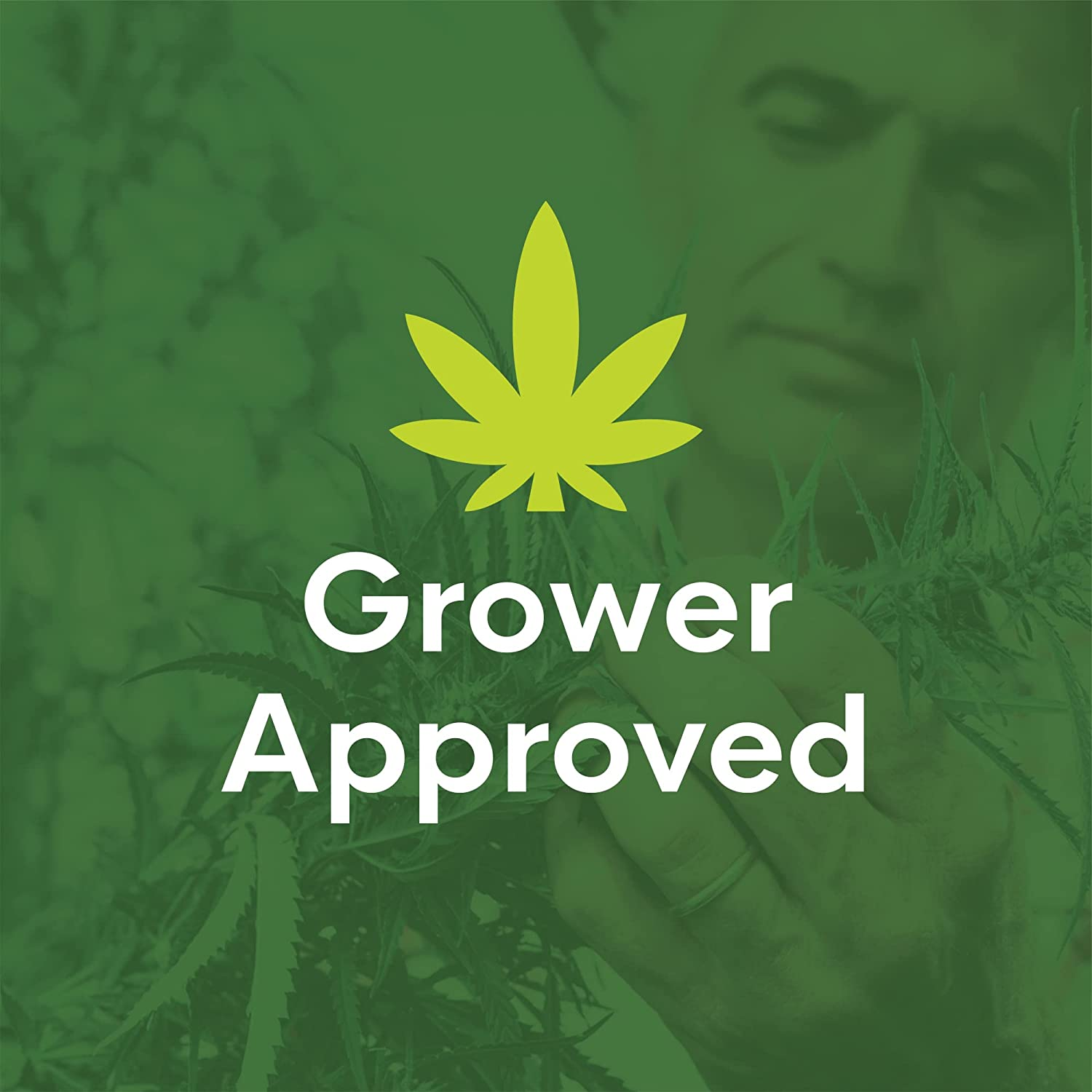 Biocare Gnat Stix for Fungus Gnats and Aphids, Pest Control for Plants and Green