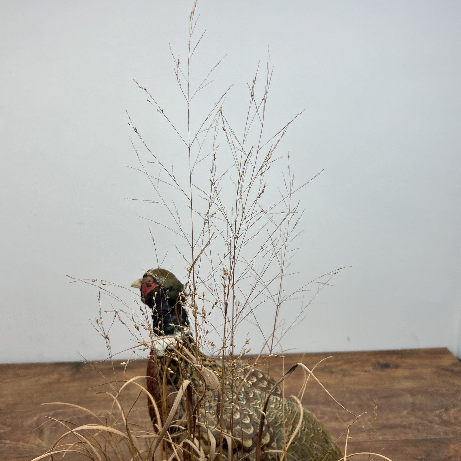 Ringneck Rooster Pheasant Taxidermy Standing Mount Habitat Base Foliage