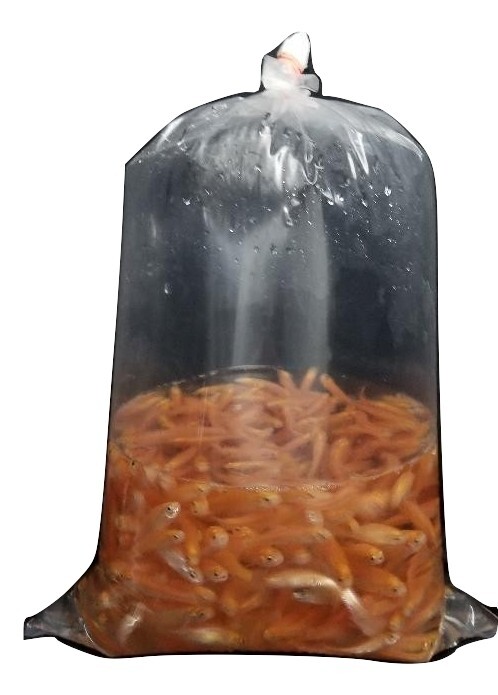 Fish Bags 10x20x.002 per pack of 100, FREE SHIPPING