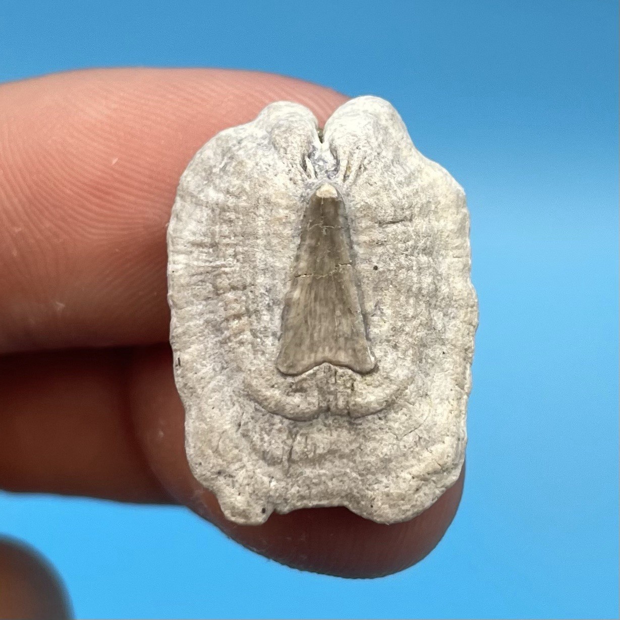 Stingray Dermal Scute Museum Quality Ray Fossil South Florida