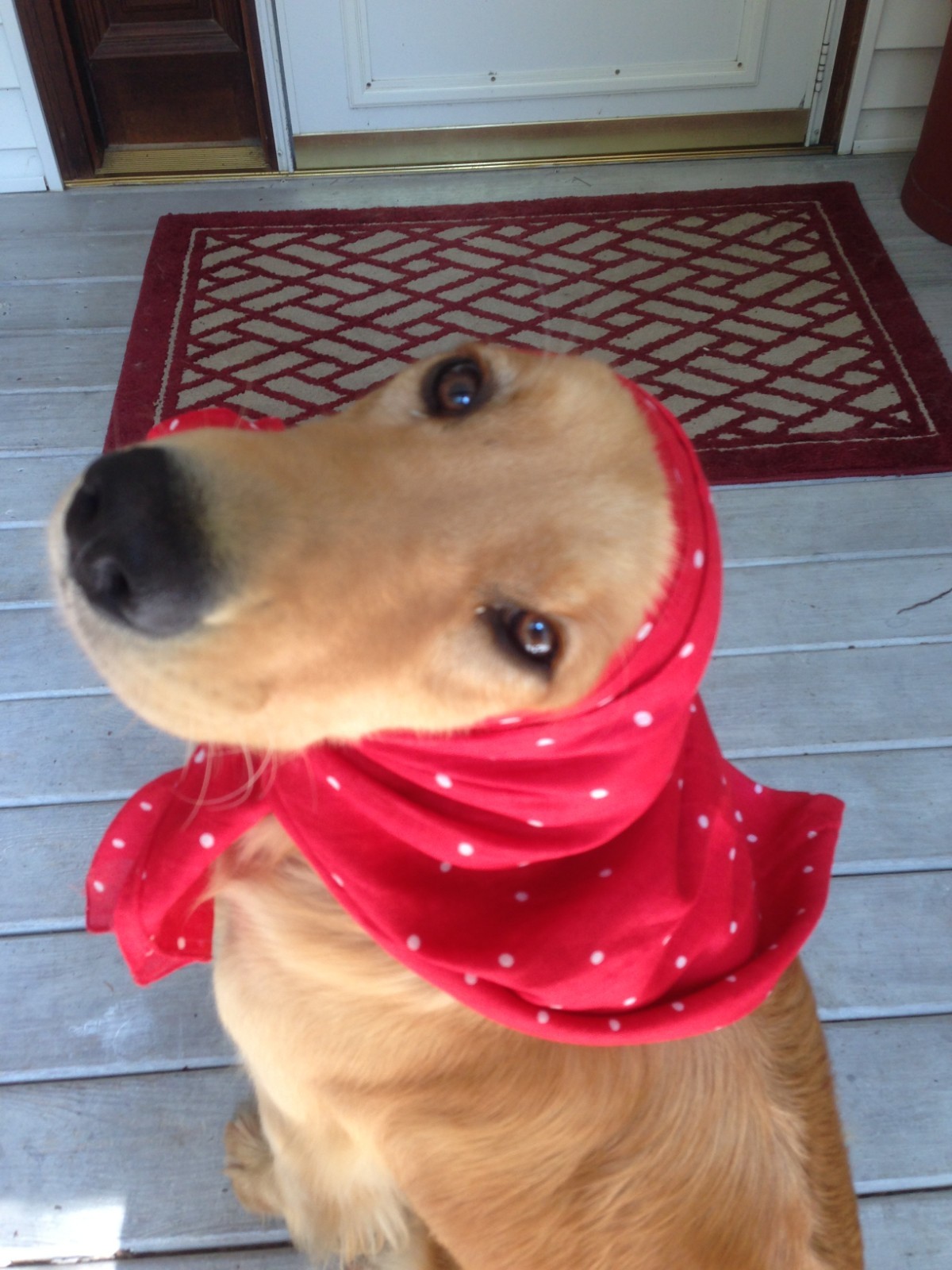 Extra Large Bandana! 34.5X34.5 Inch! Wild Rag / Rough Rider Bandana!