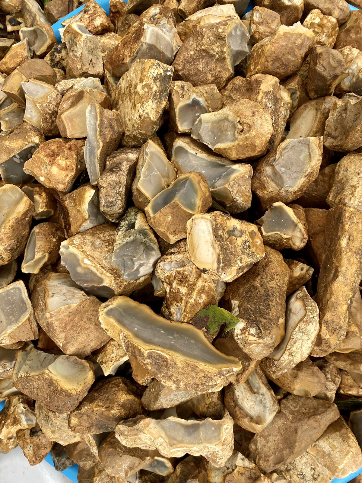 8+ POUNDS Central Texas “Edwards Plateau”Chert/Flint Rocks for Knapping/Lapidary