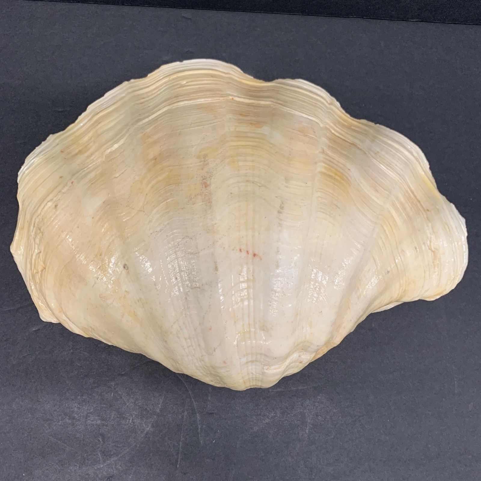 Tridacna Gigas Giant Natural Clam Shell - 12.5"x 8.5" - 5.11 lbs Vintage