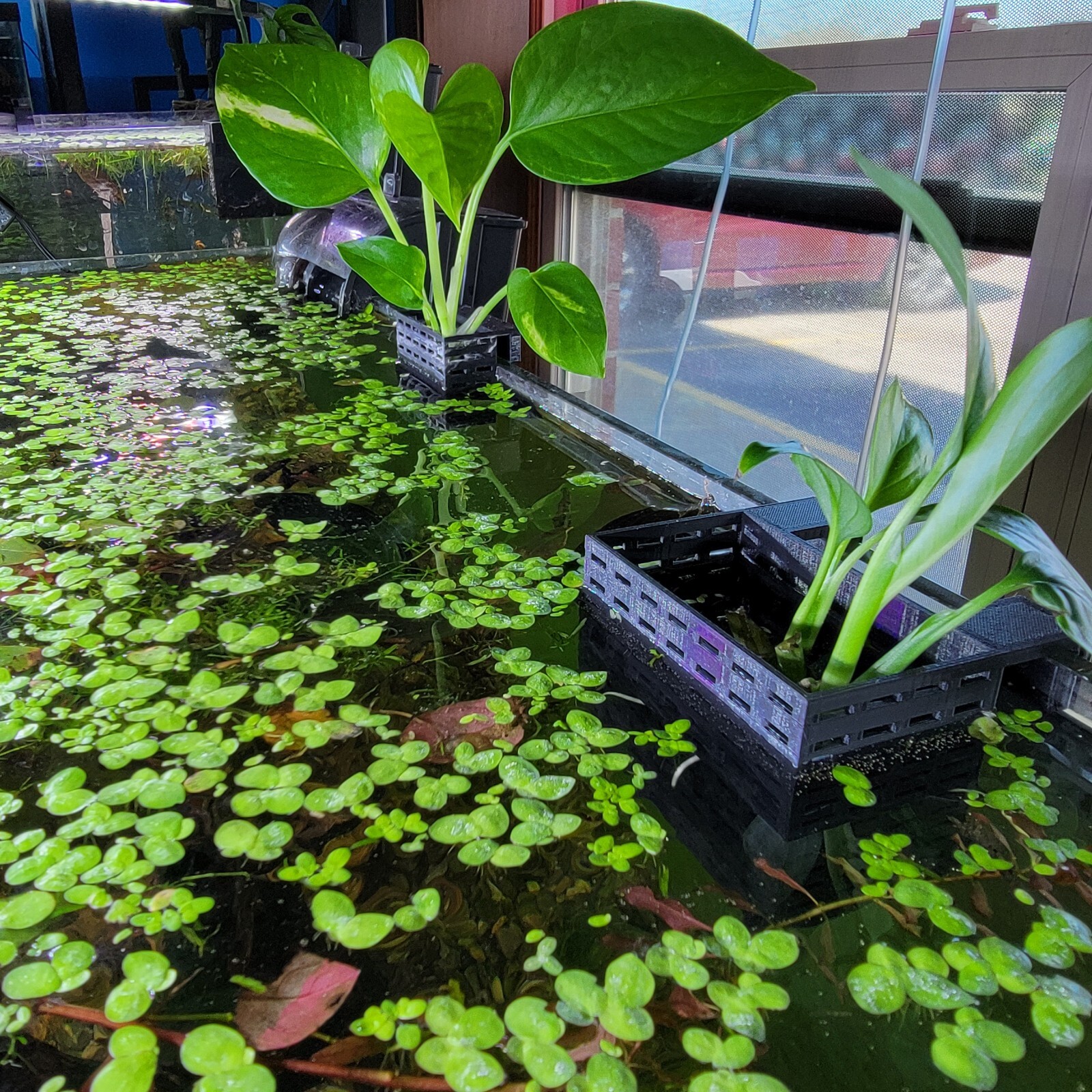 Fishkeeping3D™ Hanging Planter for Aquarium Emersed Plants Aquatic Plant Pot