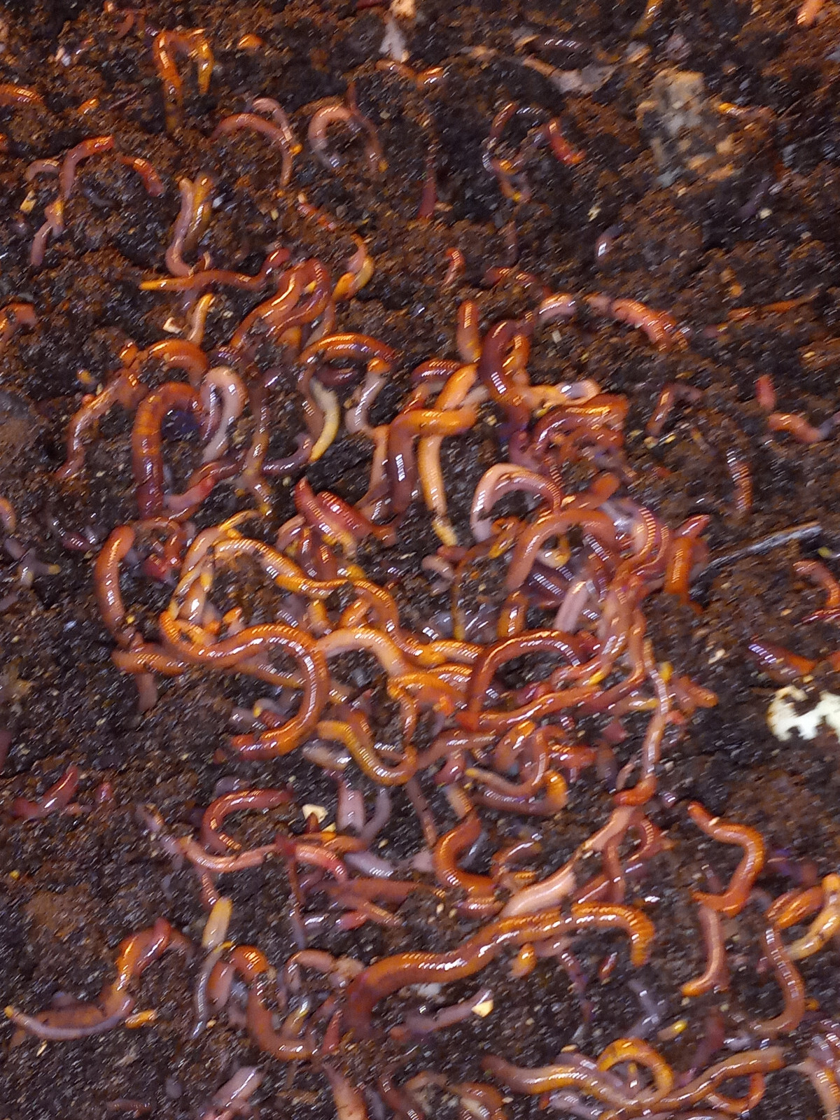 (Terry's) Compost Worms Galore / Ready To Ship / Hand Counted / FREE Shipping