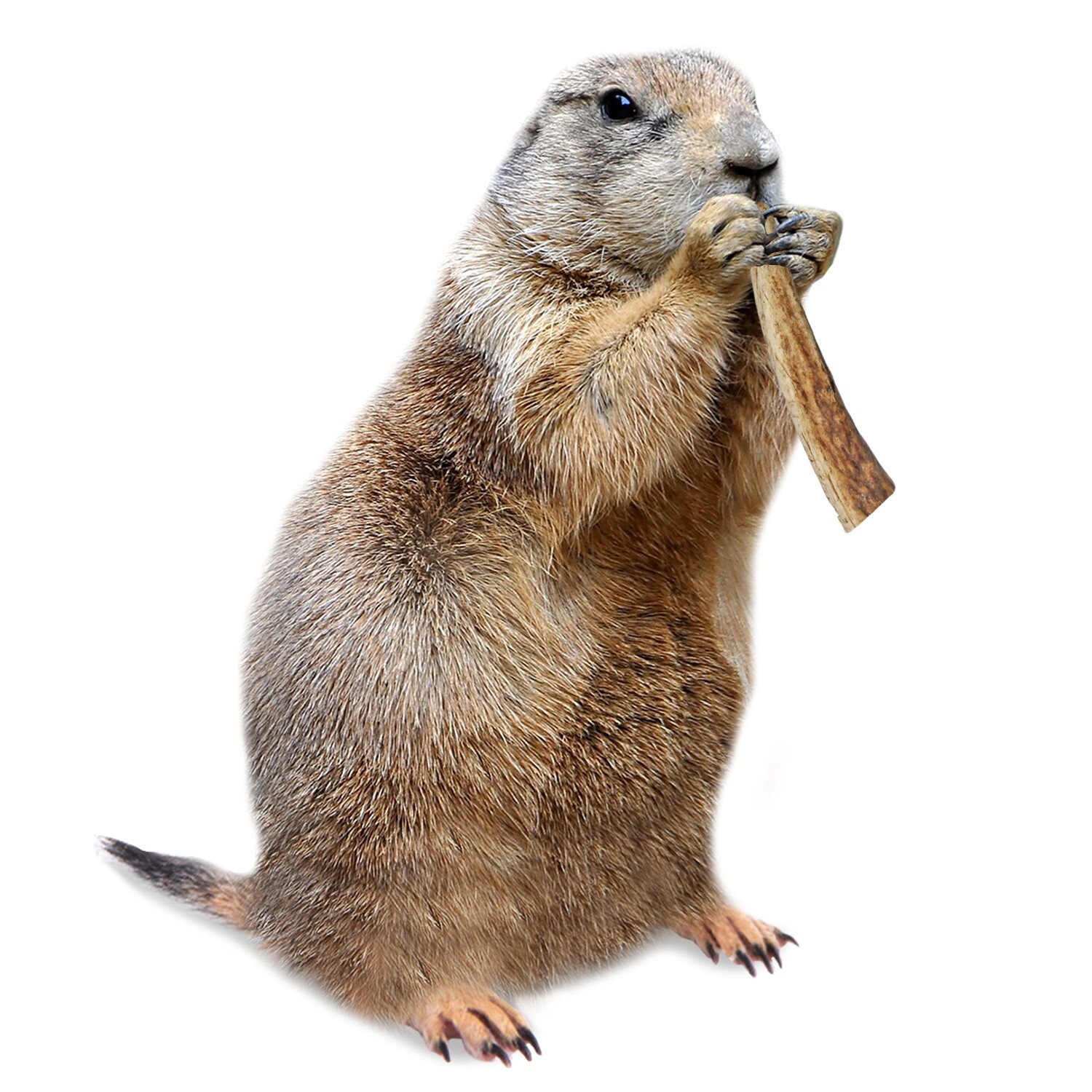 Antler Chews - Natural Source - Food for Chinchillas, squirrels and more