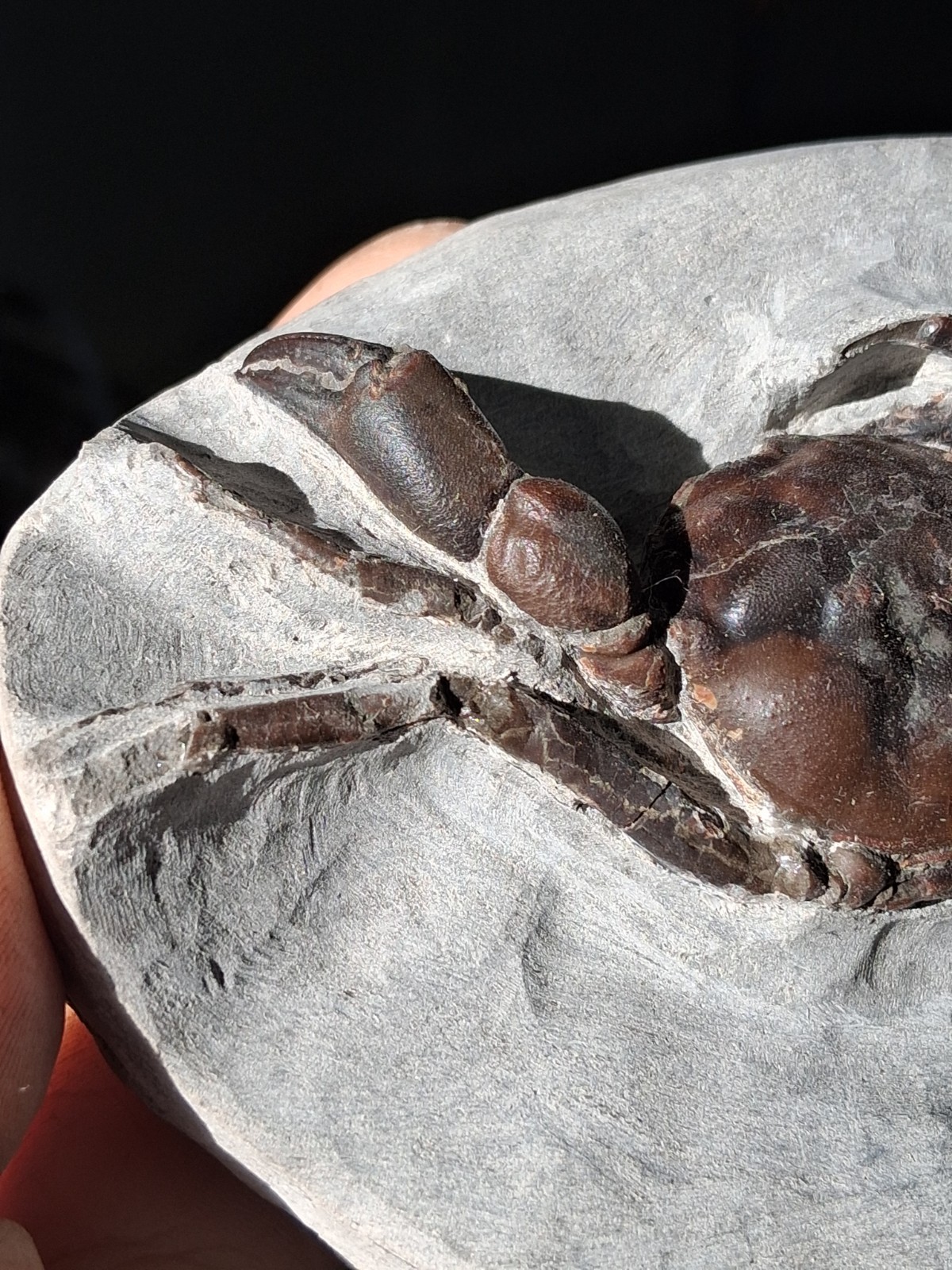 Pulalius Vulgaris Crab Fossil Specimen Washington State