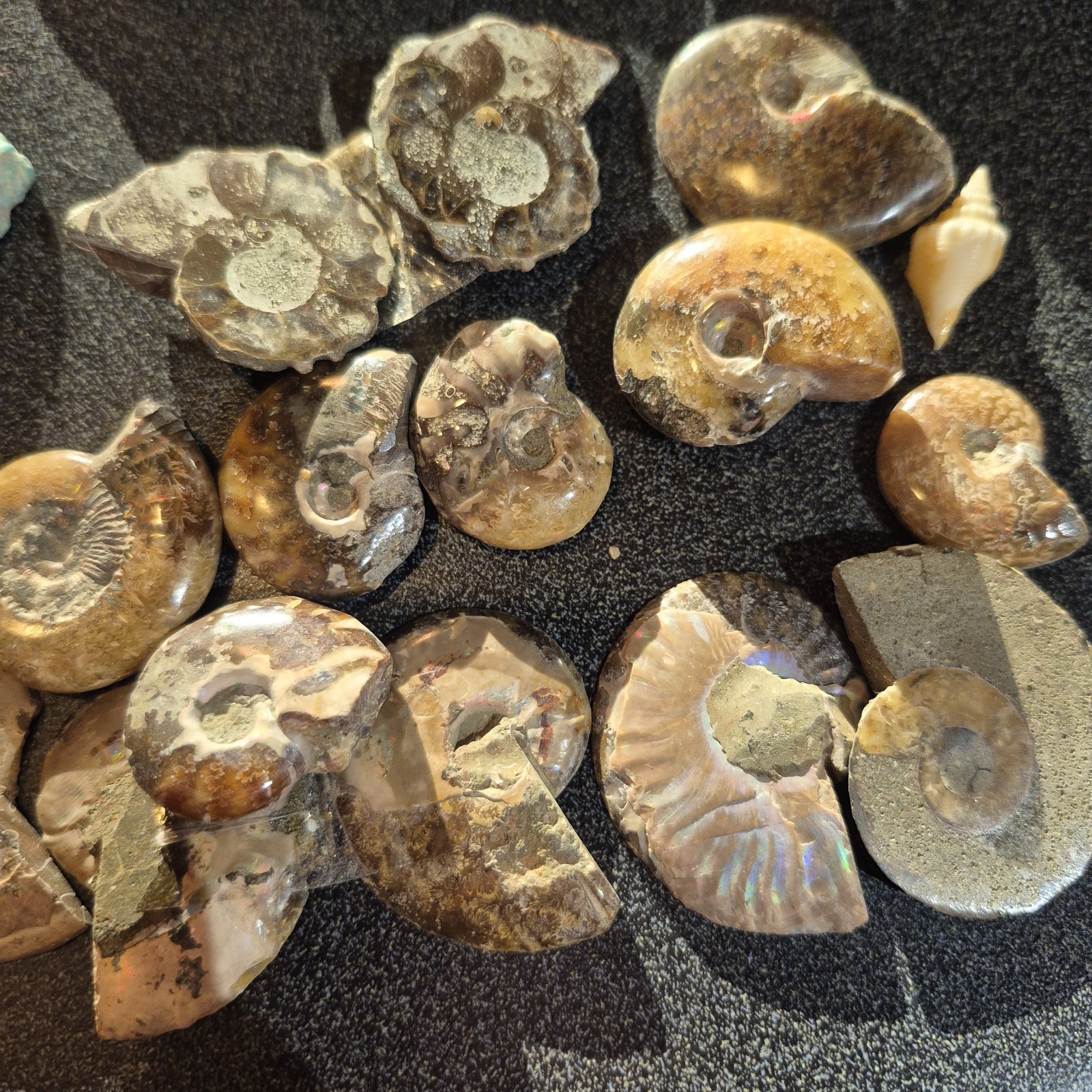 Ammonite Fossils, Crystals, Mineral Specimens, Shells, Cabochons Mixed Lot