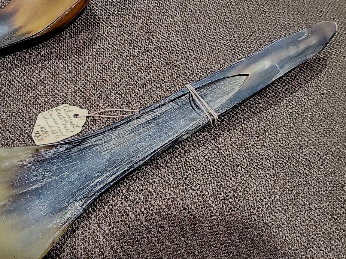 (2) Ahousaht Northwest Indian Inuit West Vancouver Canada B.C. Sheep Horn Spoons