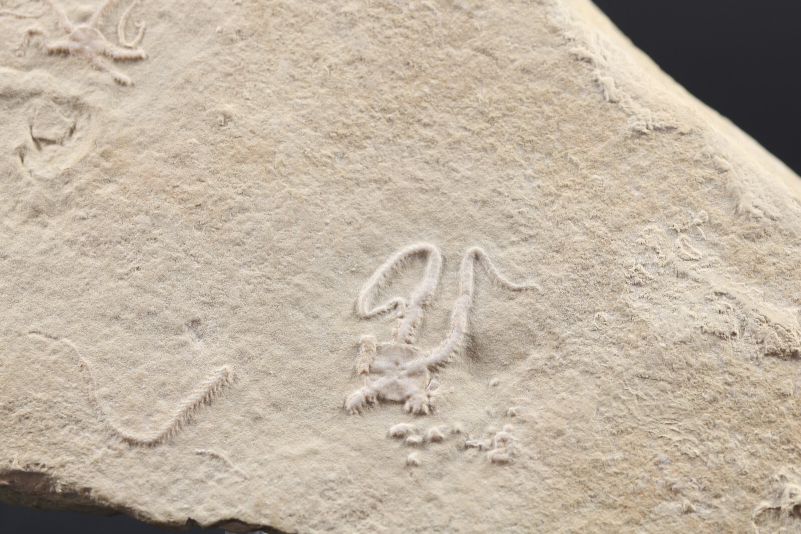 2 Jurassic Brittle Star Fossils Solnhofen Germany COA 5616