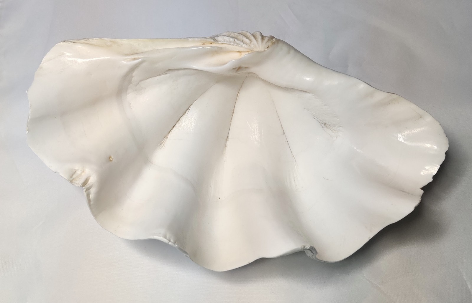 5 LB Large Tridacna Gigas Real Clam Sea Shell Natural Specimen 12”x 8”x 4”