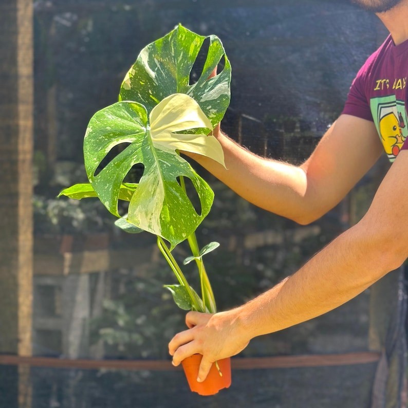 Monstera Thai Constellation House Plants SALE | Variegated Thai Constellation