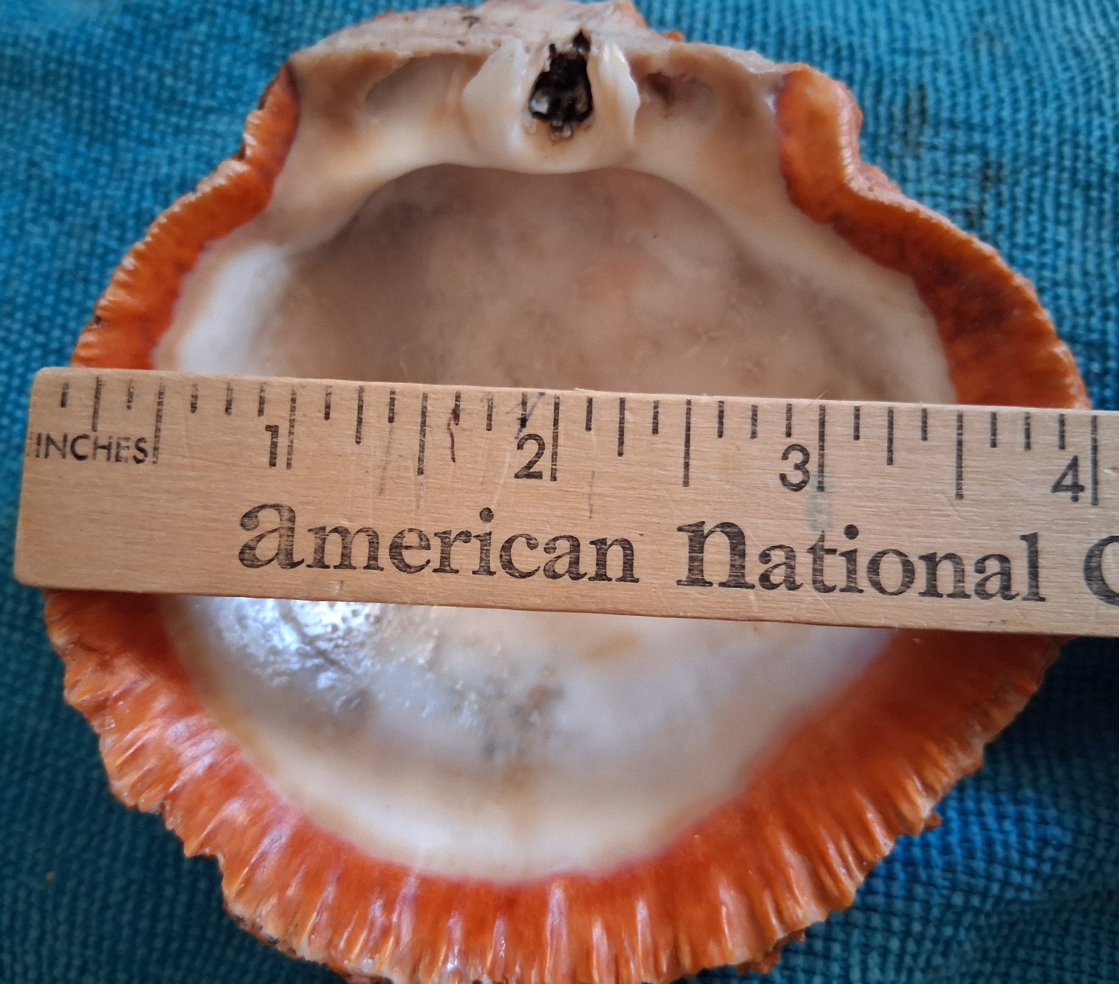 Spiny Oyster Two Half Shells 1 Incredible Orange 1 Amazing Red Approx 4 Inches