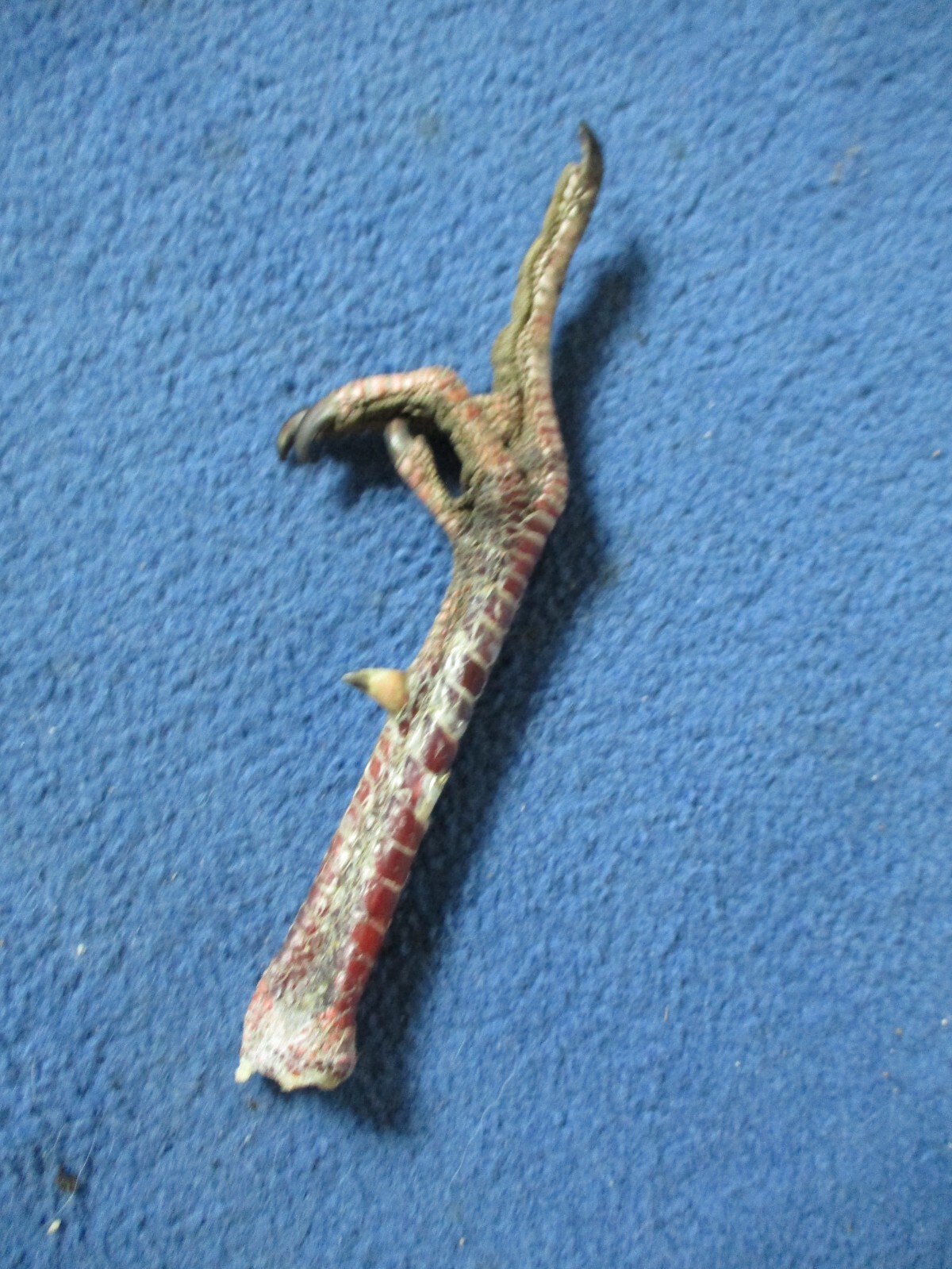 1 Real WILD TURKEY FOOT turkey flipping the bird art craft mount bird odd gift