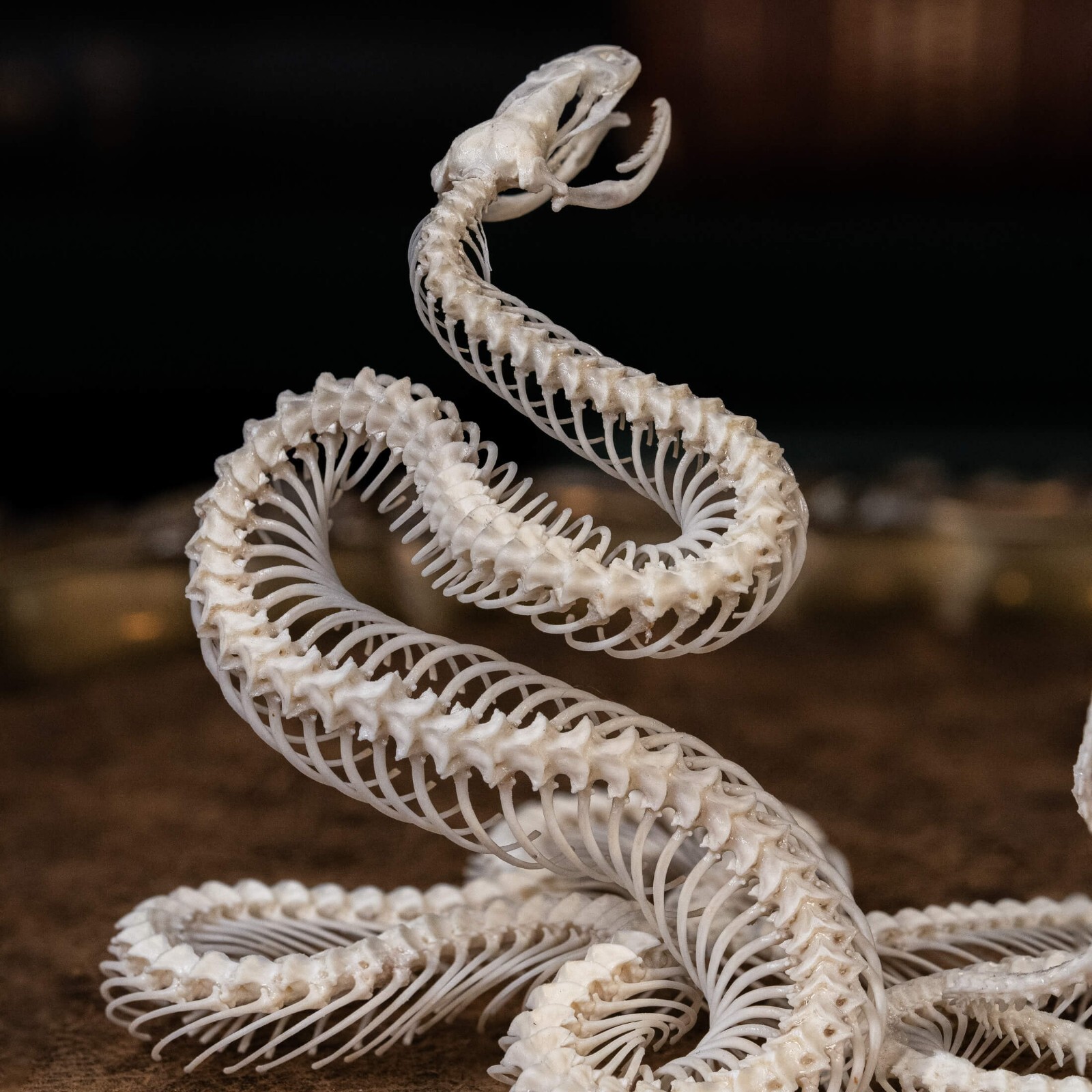 Real Snake skeleton taxidermy in attack pose, snake bone collectibles