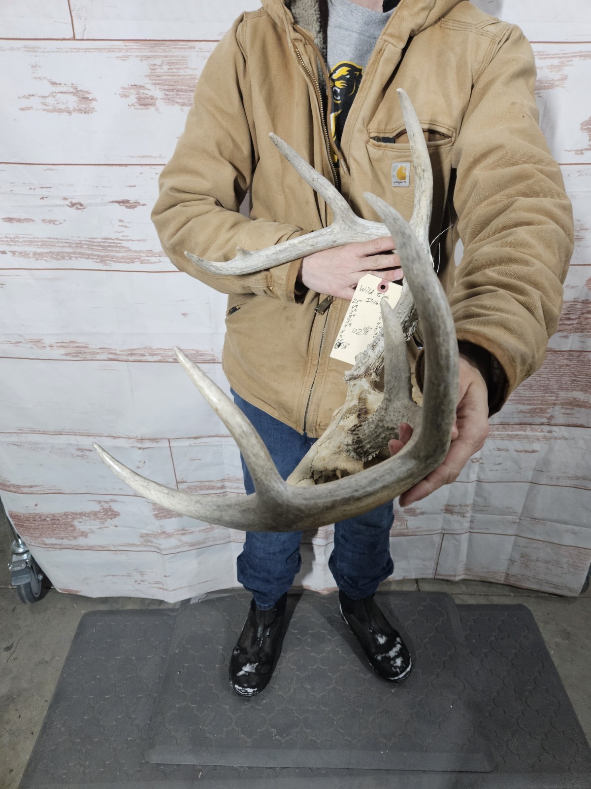Wild 8 Point Whitetail Deer Antler Rack Horn European Skull Mount Man Cave 122"