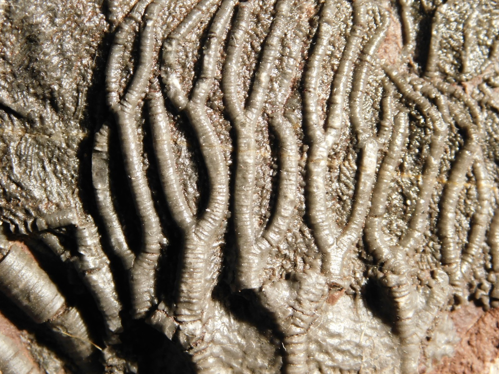 Larger! 430 Million Year Old! CRINOID Fossil or Sea LILY Fossil Morocco 629gr