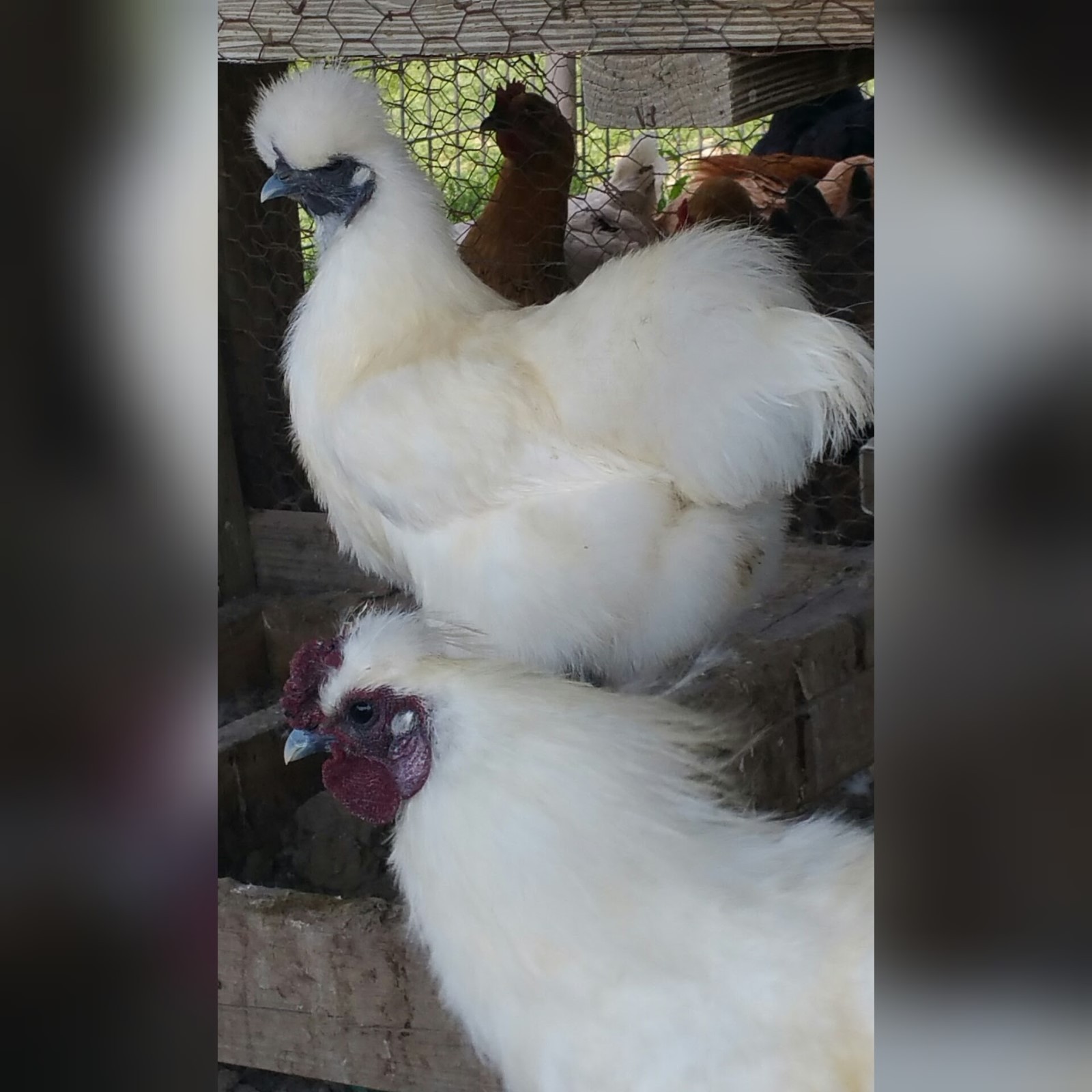 6 PURE WHITE SILKIE FERTILE HATCHING CHICKEN EGGS - Free UPS Ground