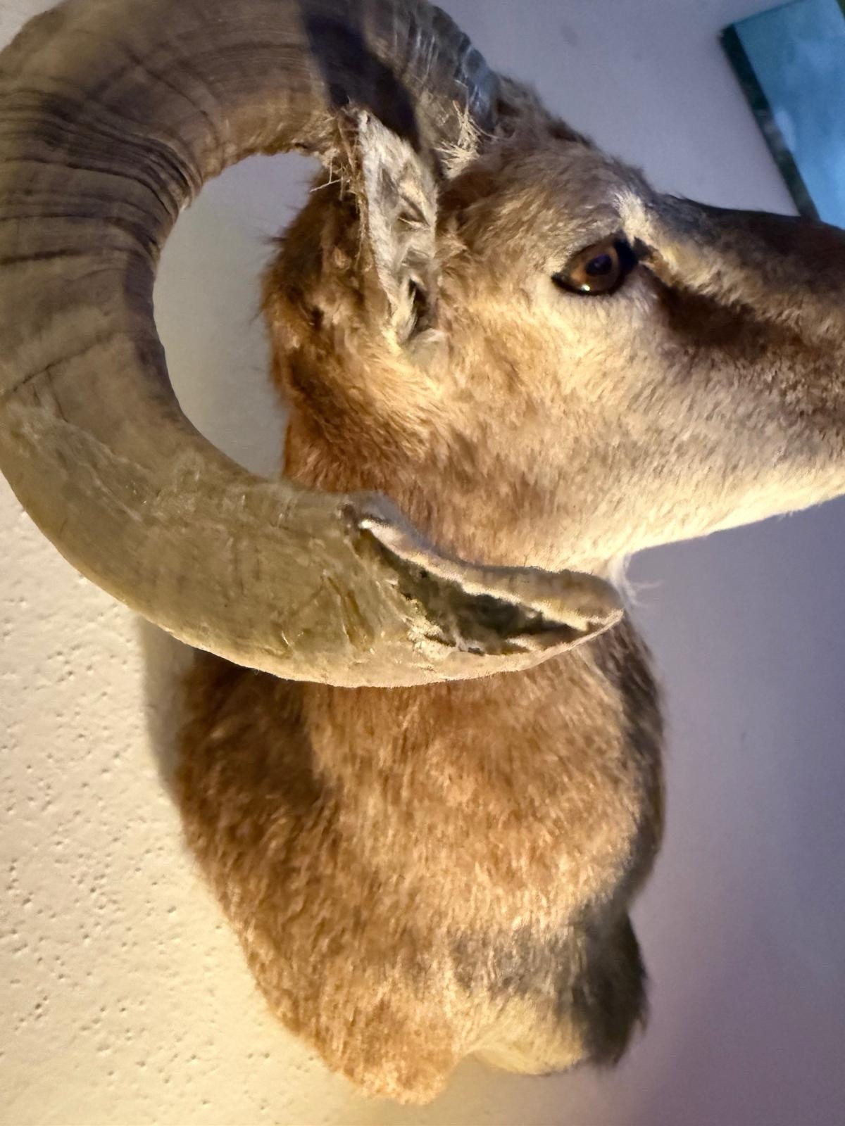 Corsican Ram Taxidermy Shoulder Mount
