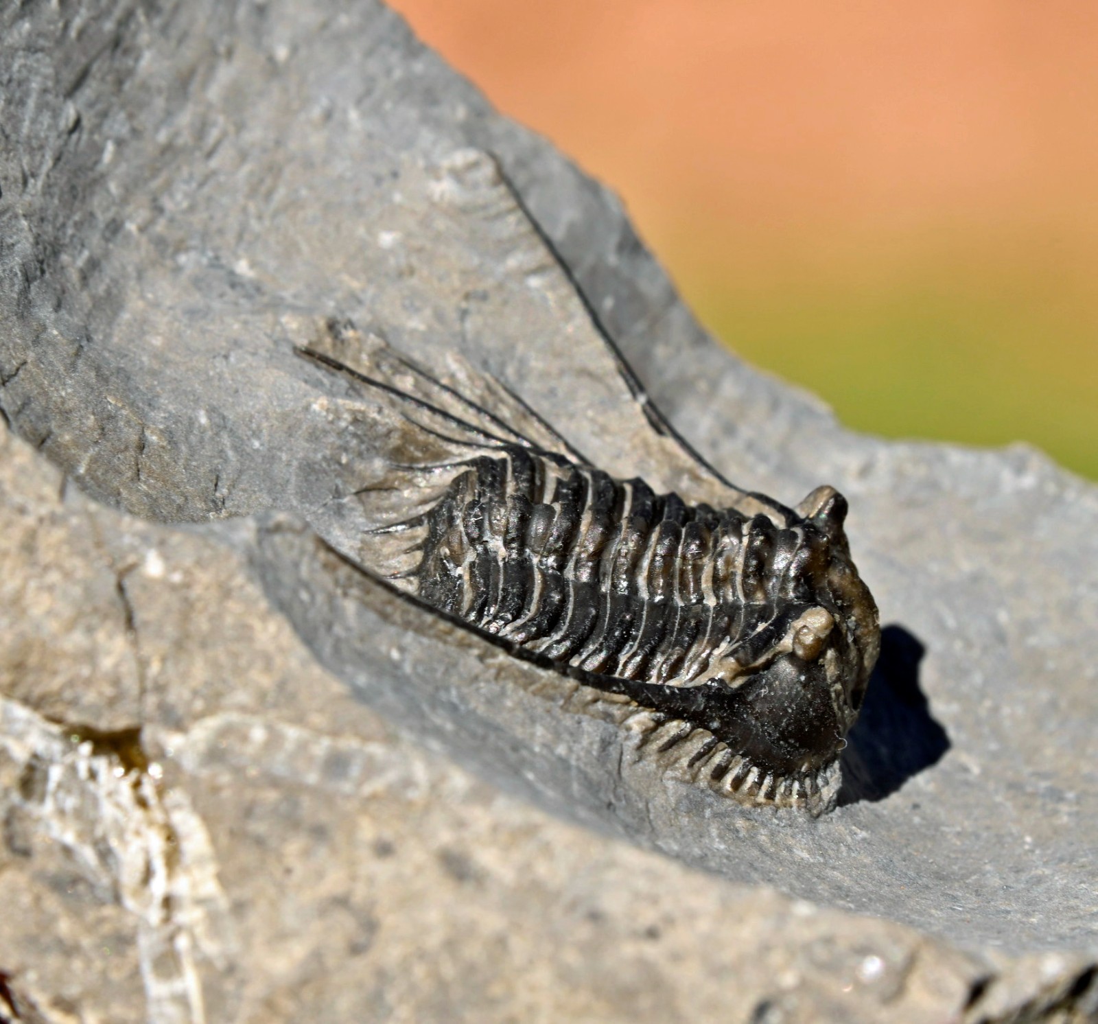 Trilobite Fossil, Leonaspis sp., from Morocco #1