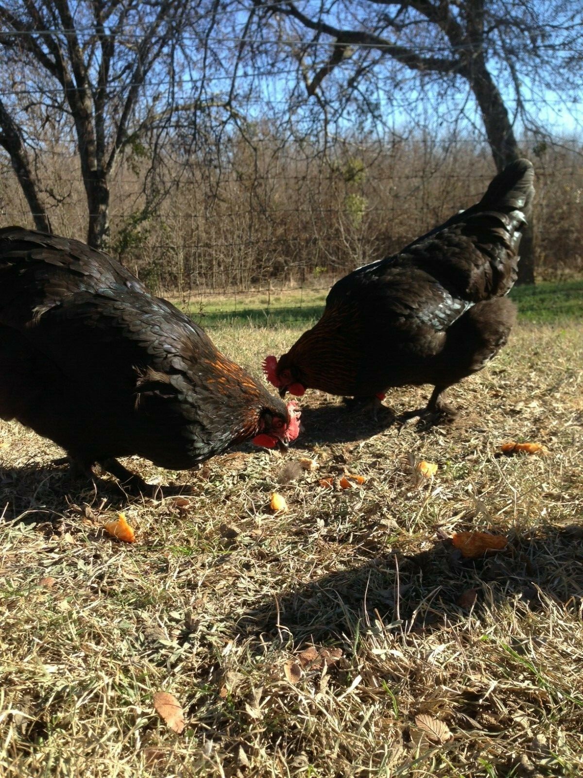 6+ 2 Black Copper Maran Hatching Eggs