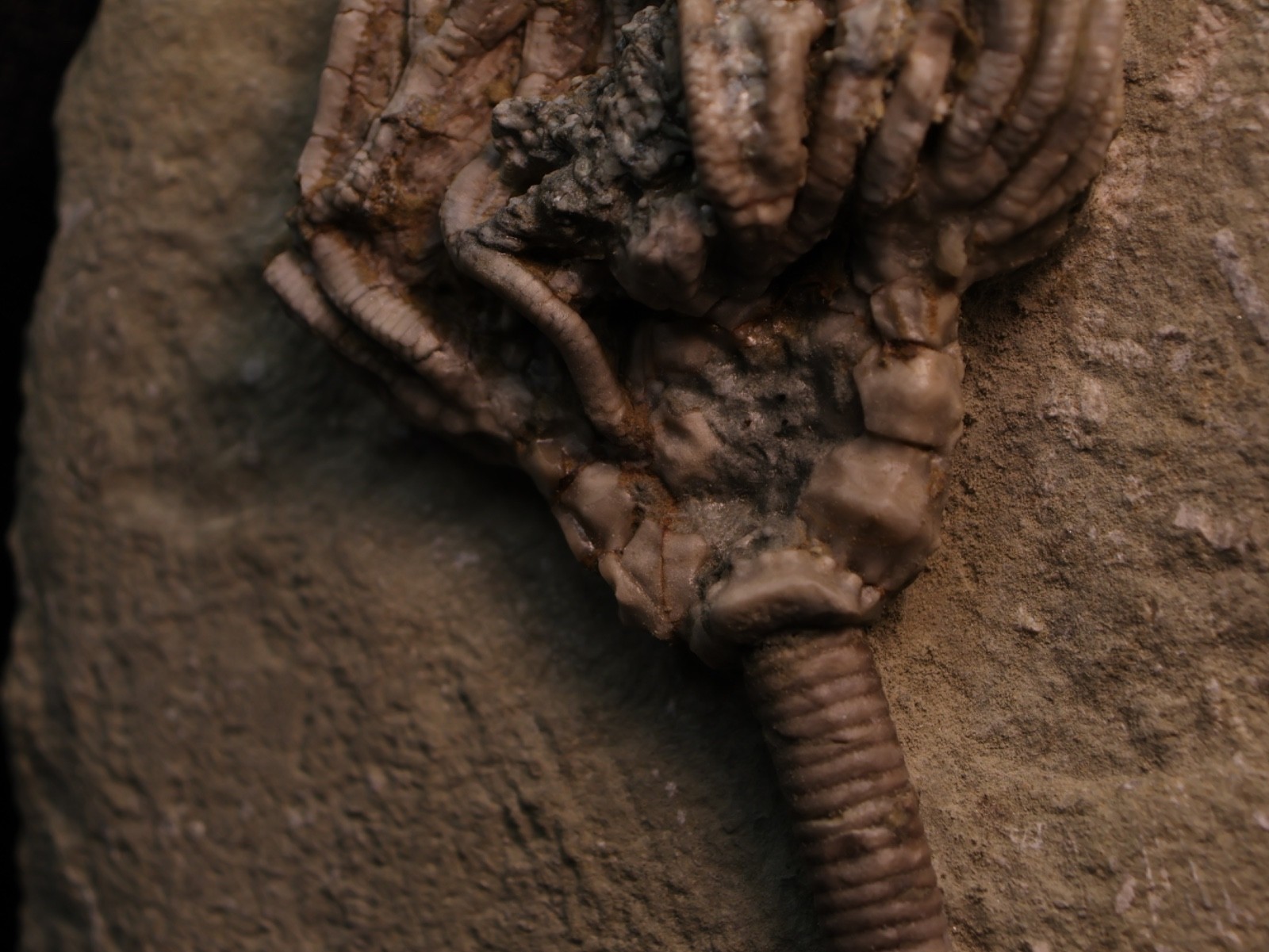 Well-Coiffured Crinoid Fossil, Crawfordsville, IN