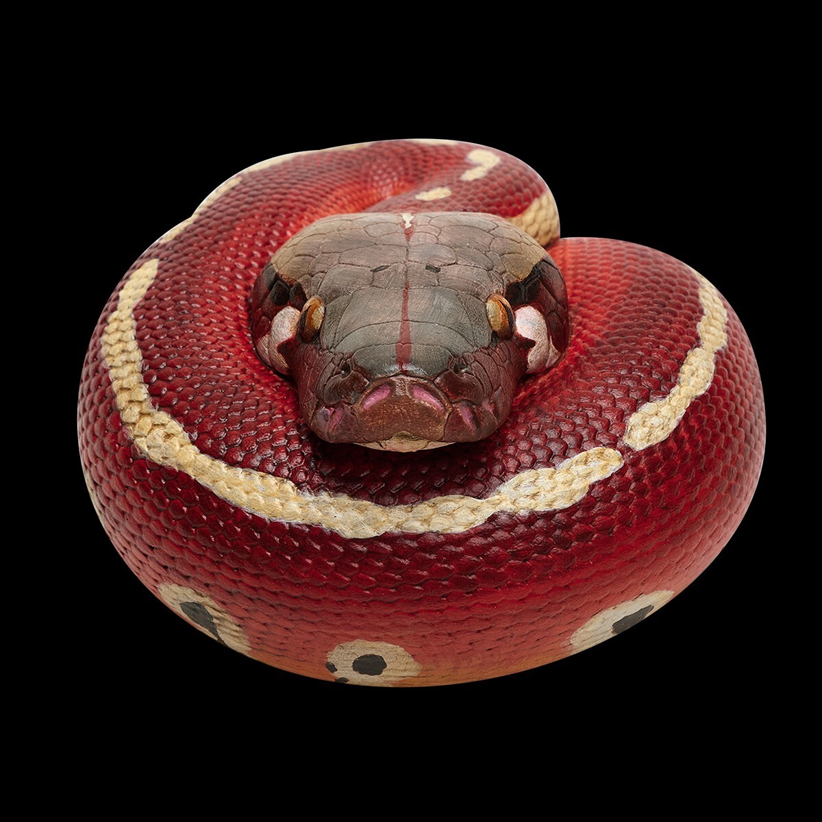 【In-Stock】 Animal Heavenly Body Blood Python brongersmai Snake Statue