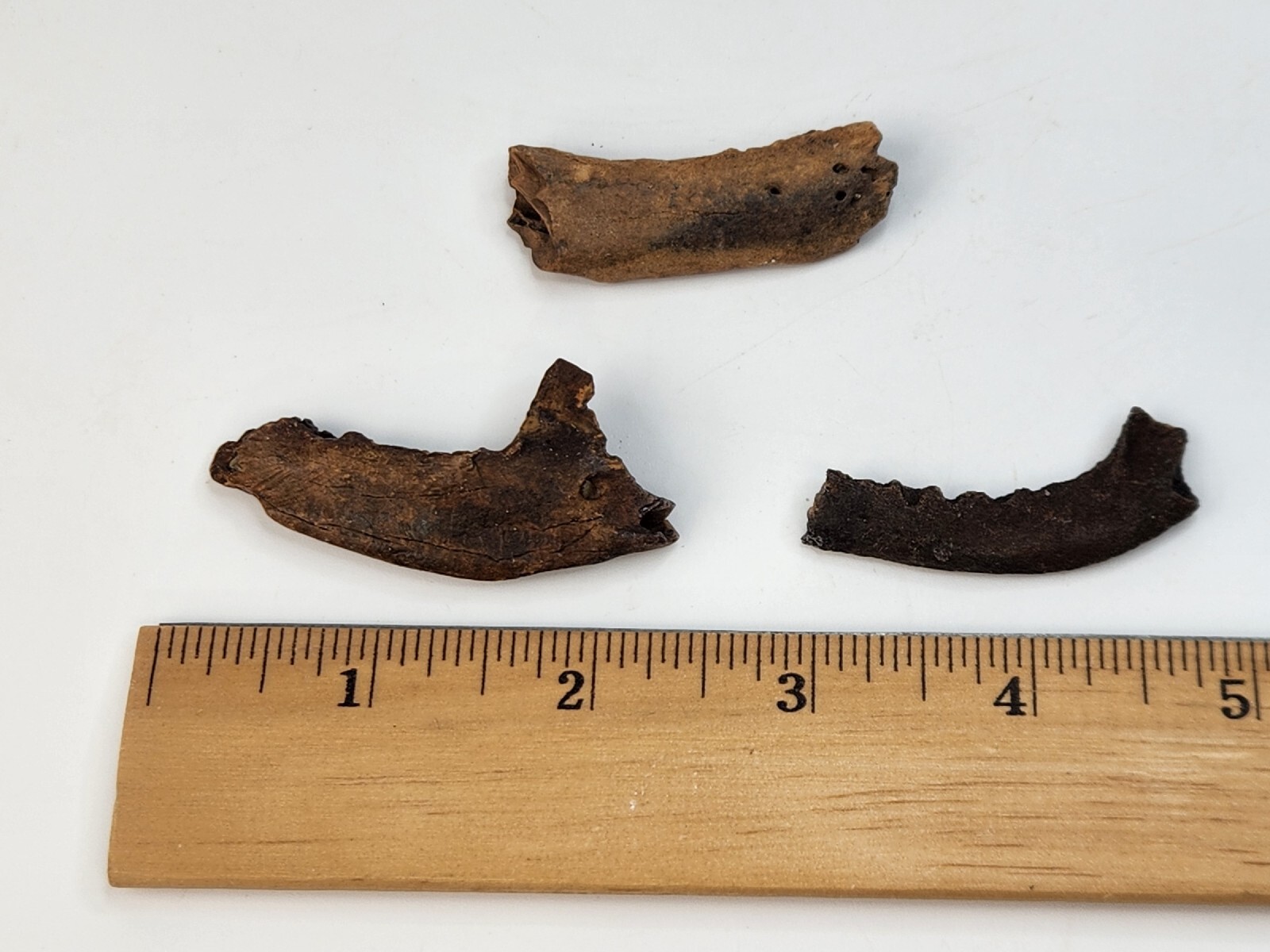 Mammal Jaw Fossil - Florida - Pleistocene Ice Age - 1 Per Purchase