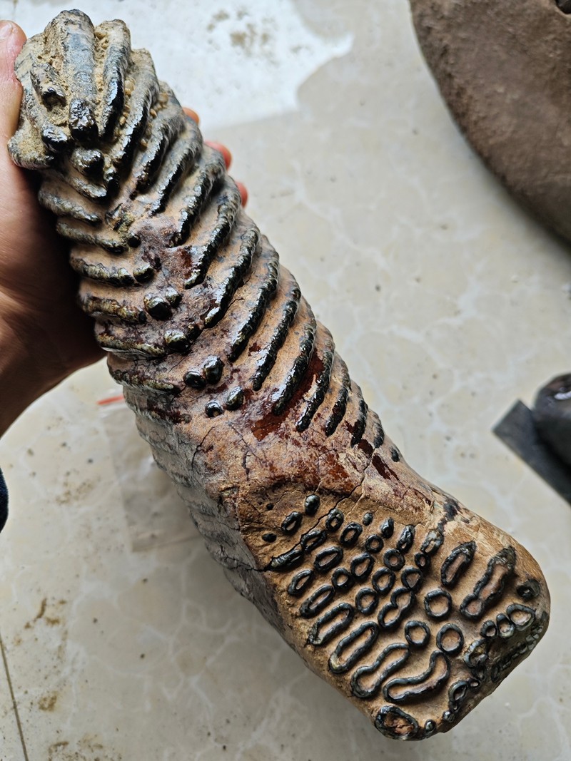 Exquisite fossilized teeth from the Ice Age - Ancient fossil specimens