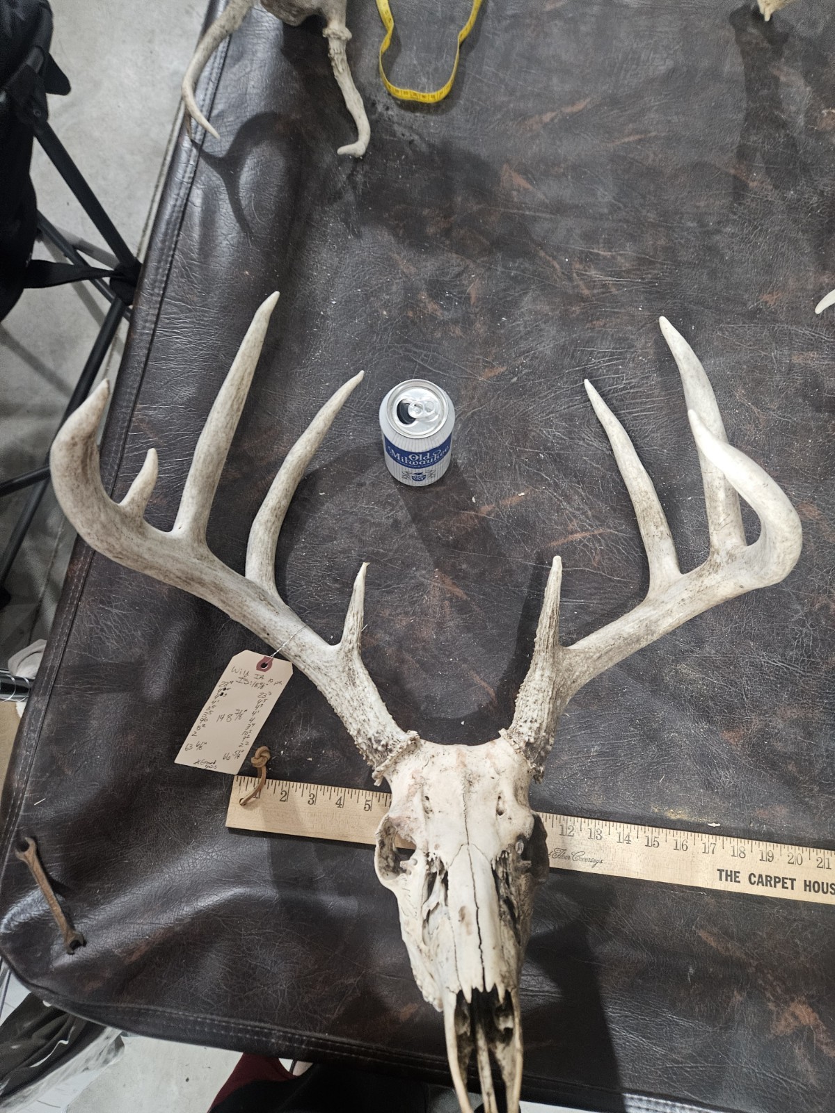 Wild 10 Point Whitetail Deer Antler Rack Horn European Skull Mount Man Cave 148"