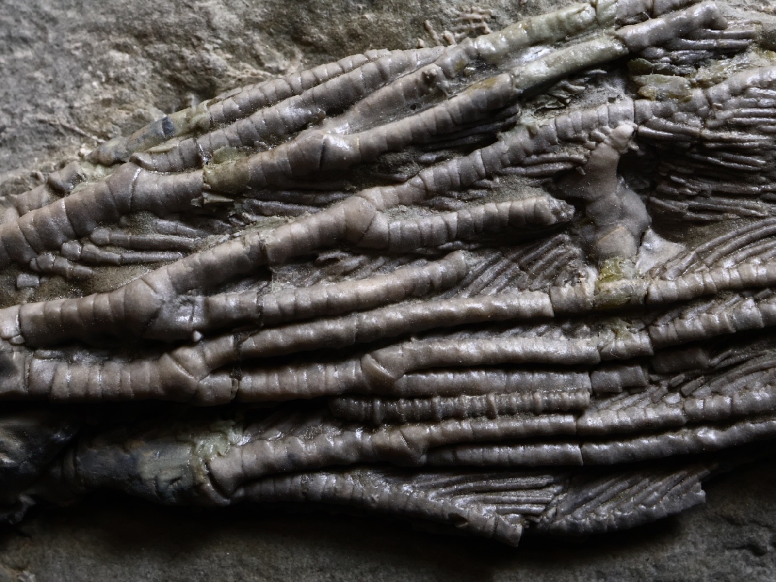 Big Abrotocrinus unicus Fossil Crinoid, Crawfordsville, Indiana