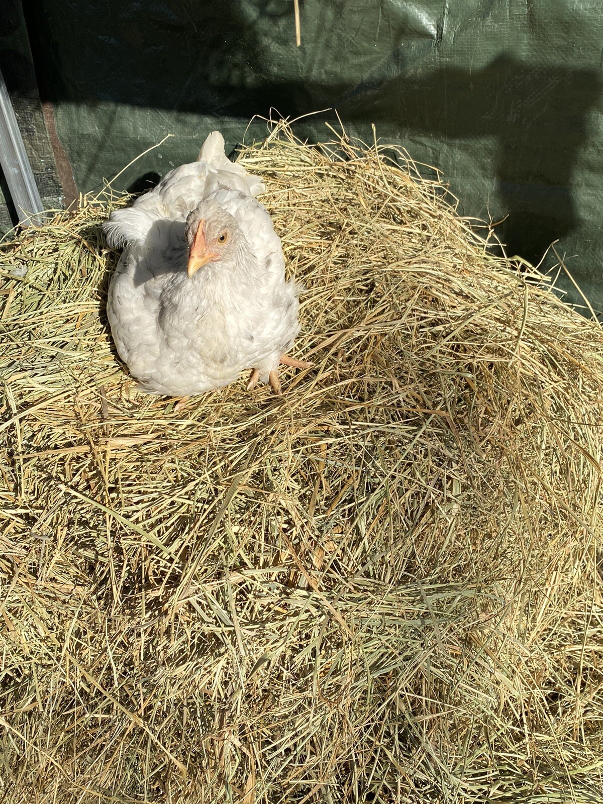 12+ Rare Breed Chicken Hatching Eggs Orpington, Brahma, Sweddish Flower