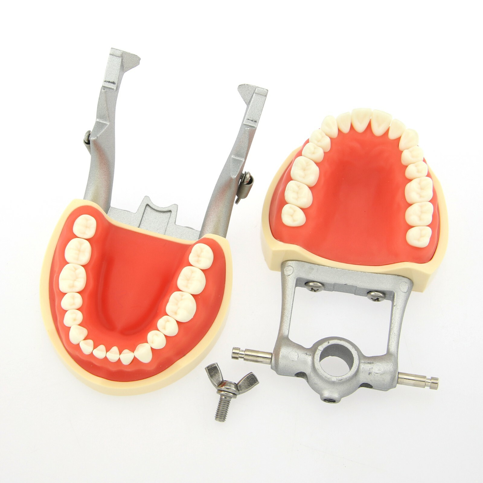 US Kilgore Nissin 200 Type Dental Typodont Model 32pcs Removable Teeth