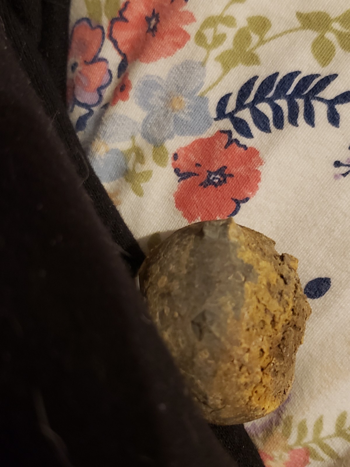 RARE.ANAL PYRAMID Cystoid Echinosphaerites Fossil Crinoid Trilobite RARE FOSSIL