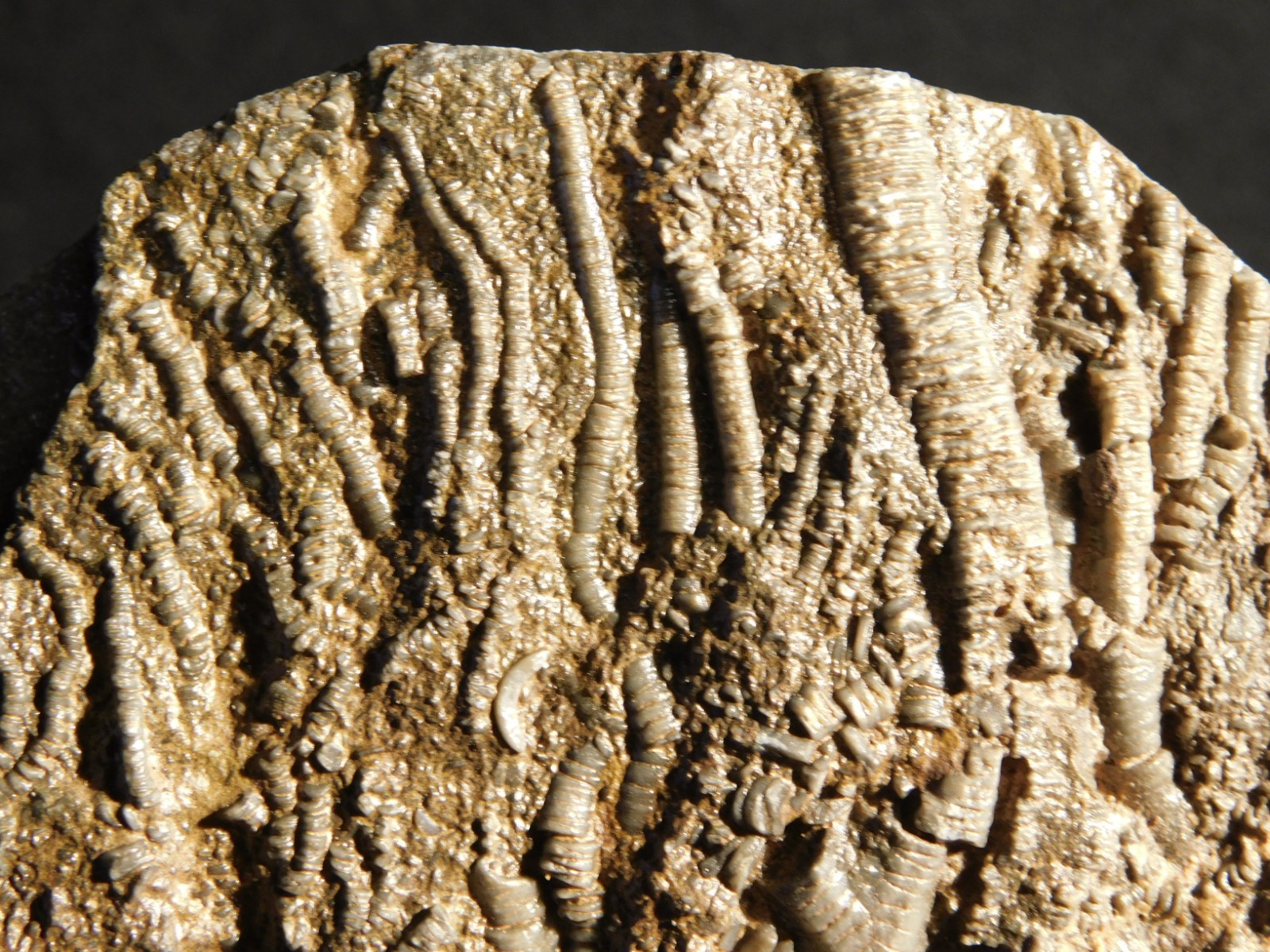 Larger! 430 Million Year Old! CRINOID Fossil or Sea LILY Fossil Morocco 601gr