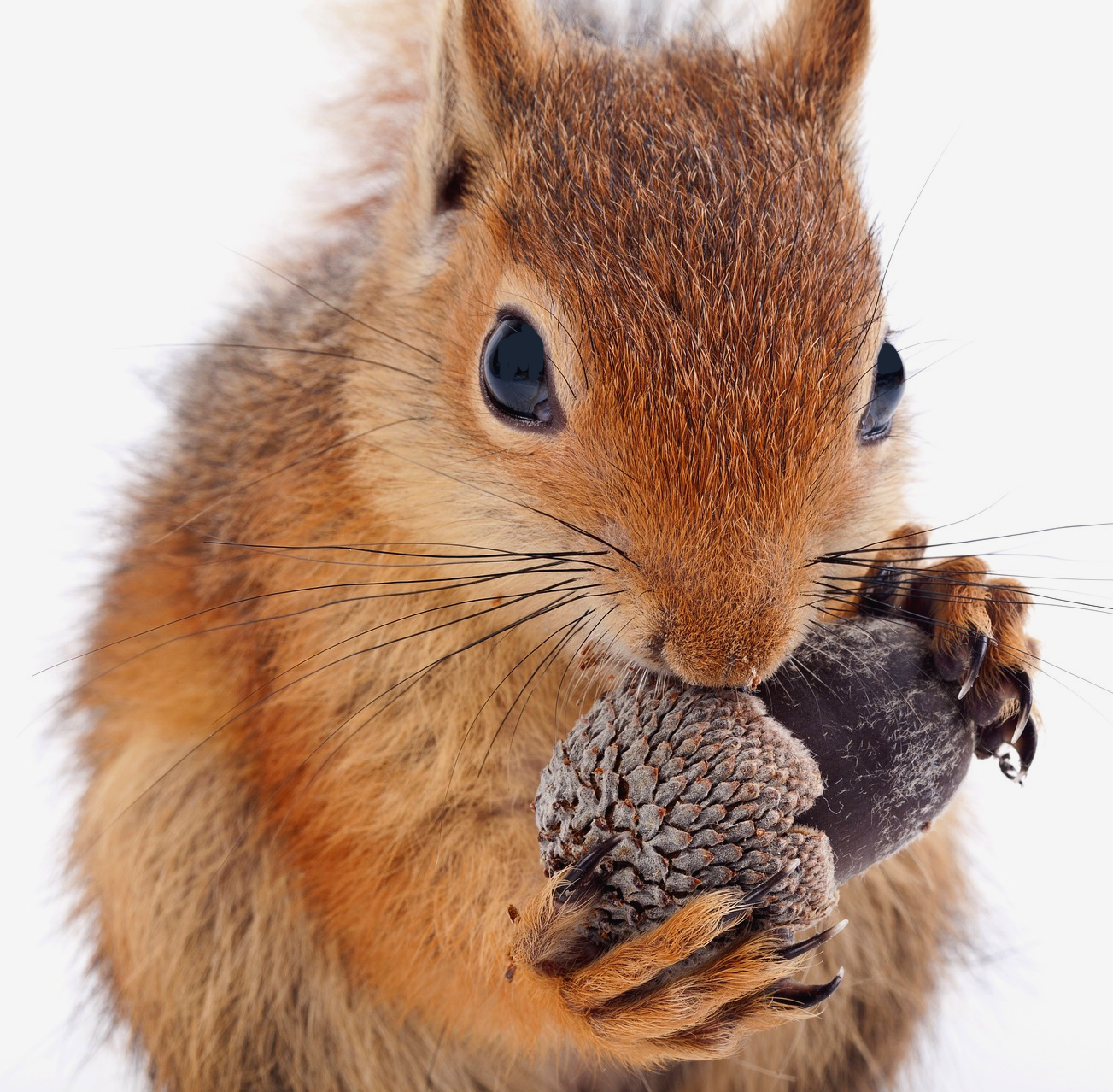 1 LBS Utah Acorn Mix Squirrel Feed With Dried Corn, Dried Black Sunflower Seeds