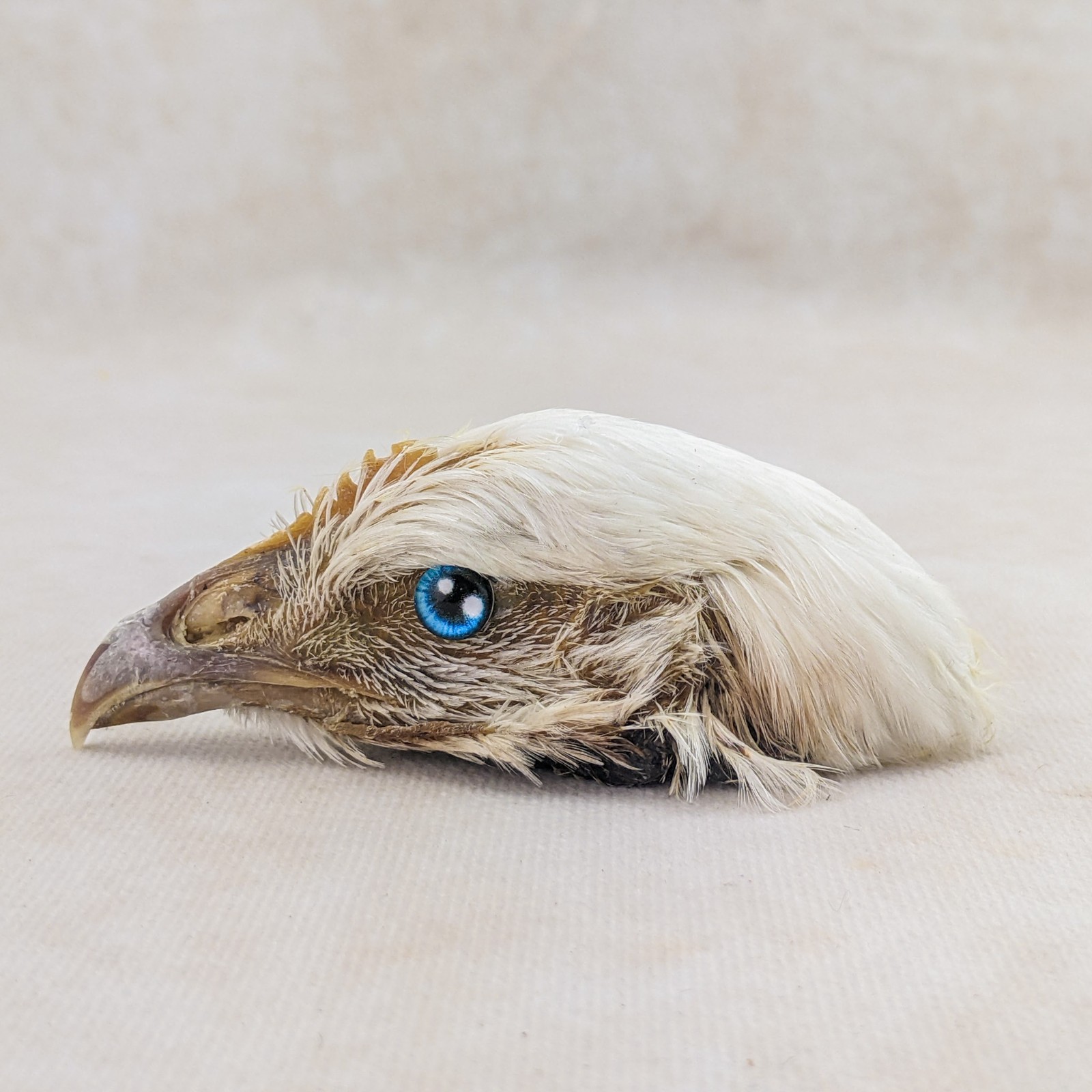 Chicken Rooster head Mount specimen crafts crafting Oddities Curiosities craft