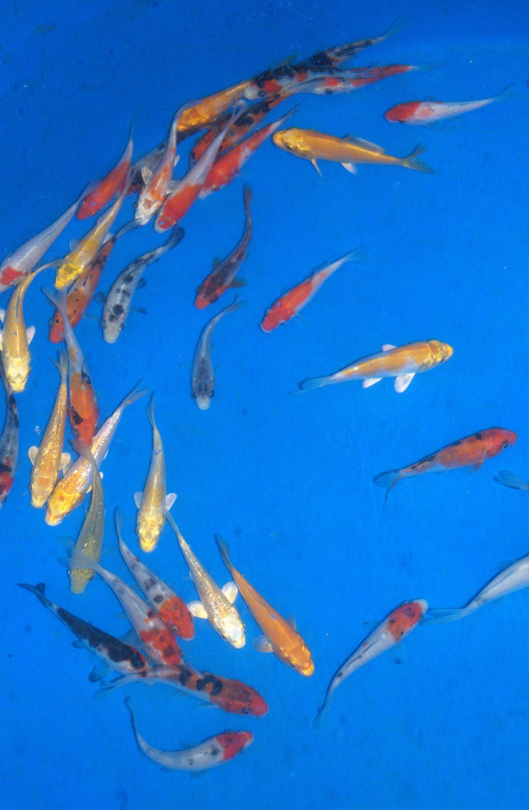 100 x 2-3" High Grade Koi Carp A* High quality Direct from the farm!