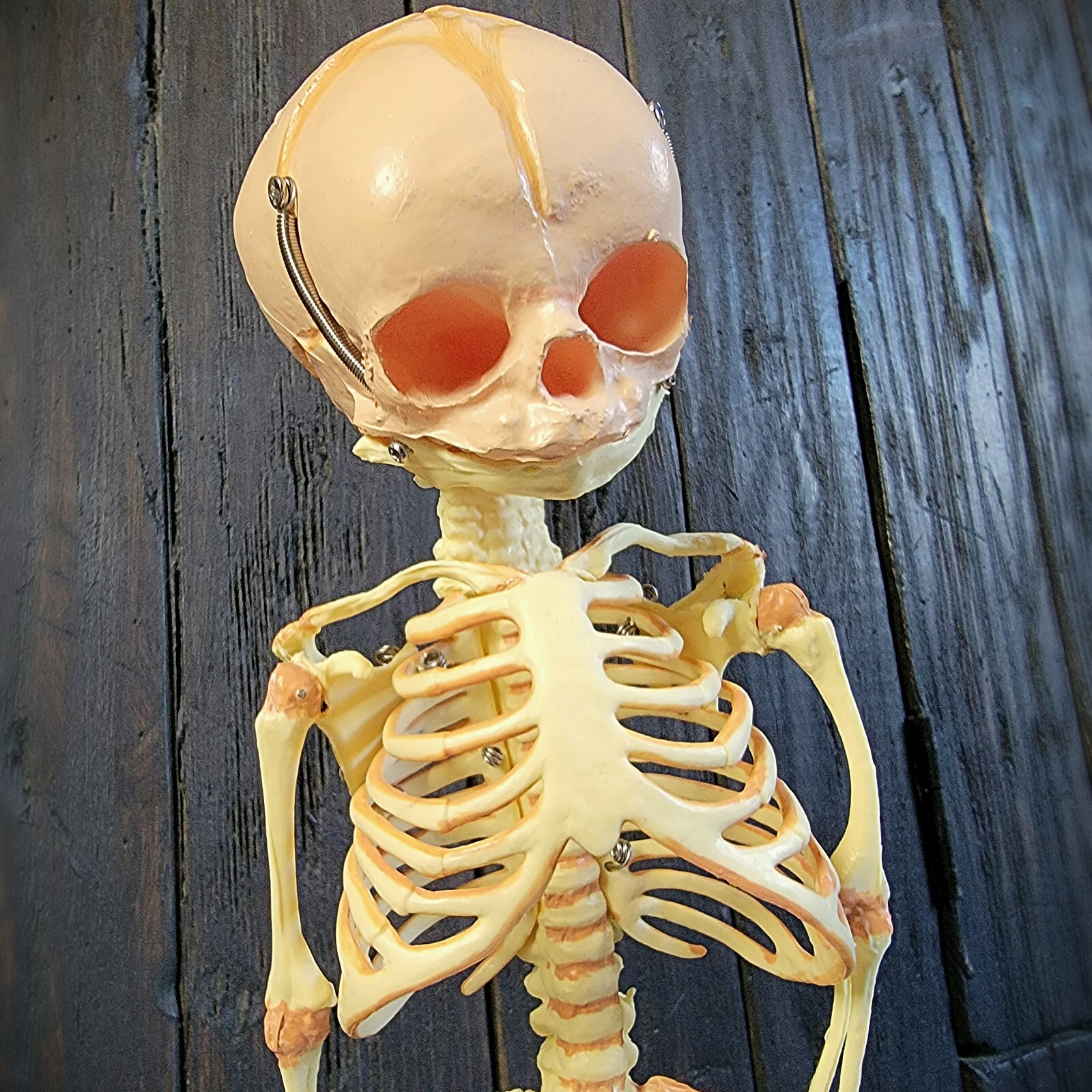 Fetal Skeleton Replica, Life Size Anatomical Fetus Skeleton Model, Oddities