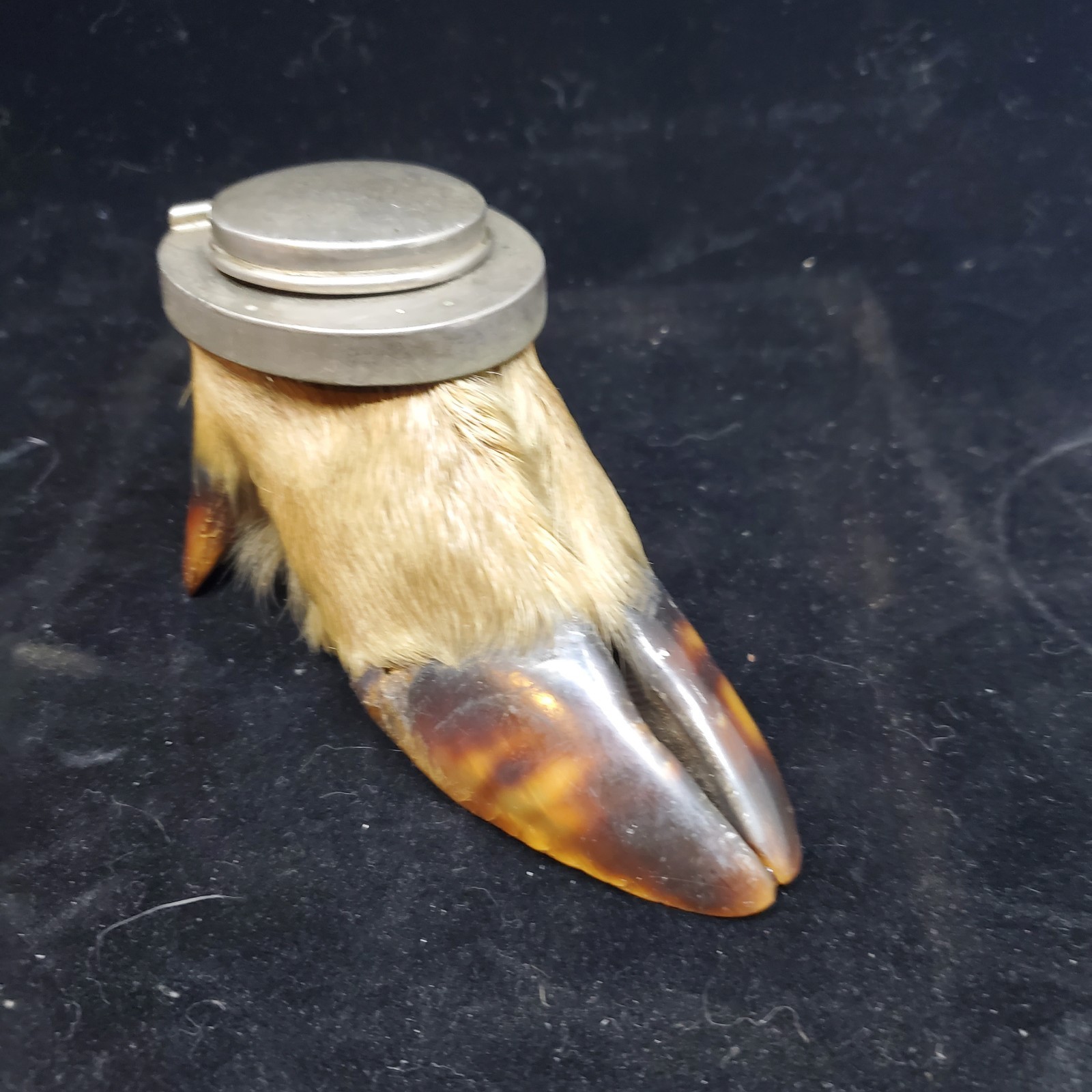 Vintage Adirondack Deer Split Hoof Taxidermy Inkwell Holder Rustic Camp Decor