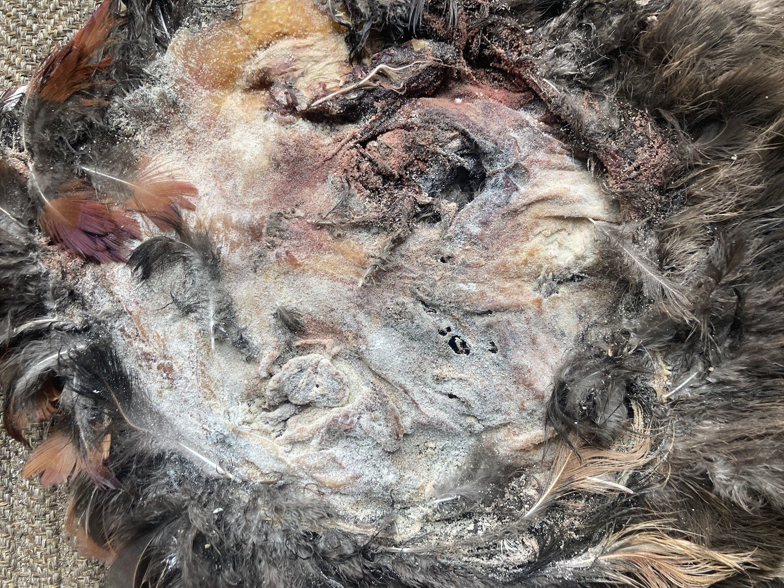 Rooster RINGNECK PHEASANT SKIN 2 Wings Tail Feathers Wall Art Taxidermy Man Cave