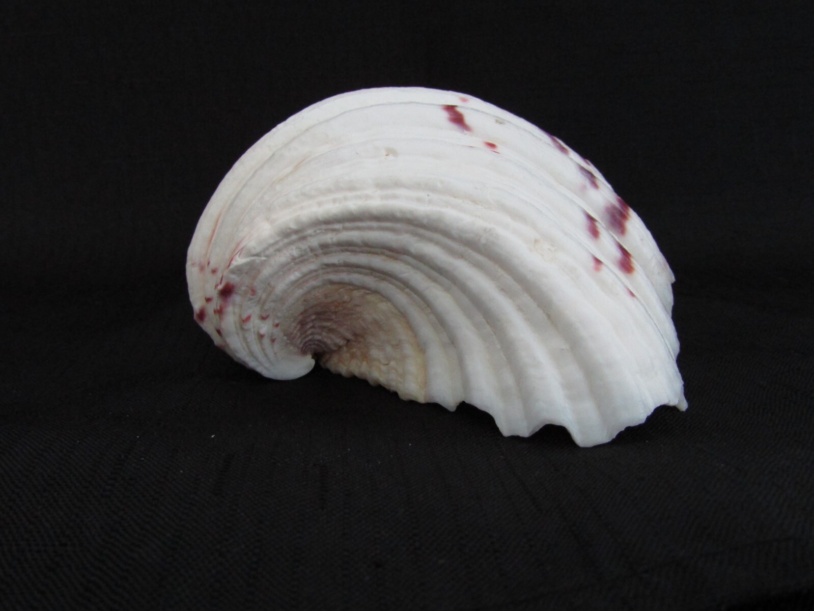 Genuine Bear Paw Hippopus Clam 6.5" x 5.5" Seashell EUC