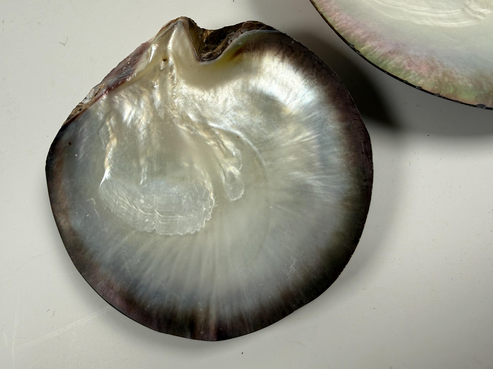 Black Lip Oyster Shells Iridescent Mother Of Pearl Lot of 2