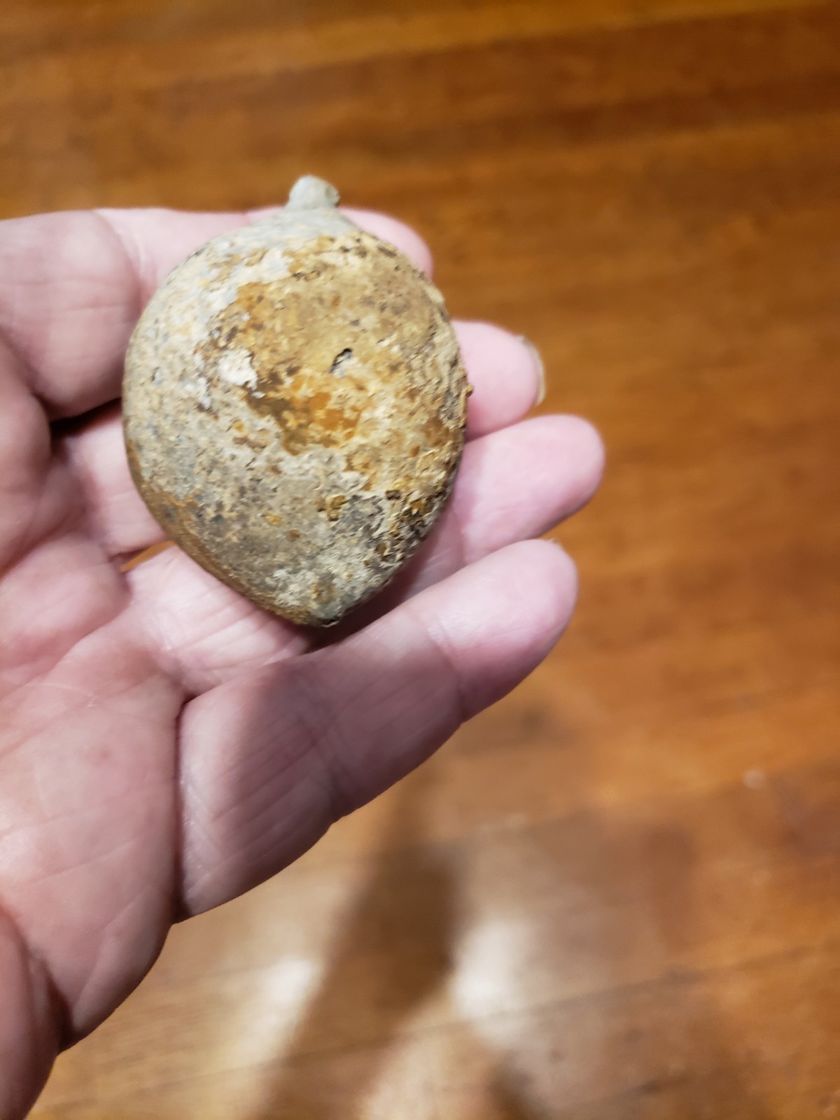 Huge Museum FOSSIL Cystoid Echinosphaerites aurantium 2.25"! Crinoid Trilobite !