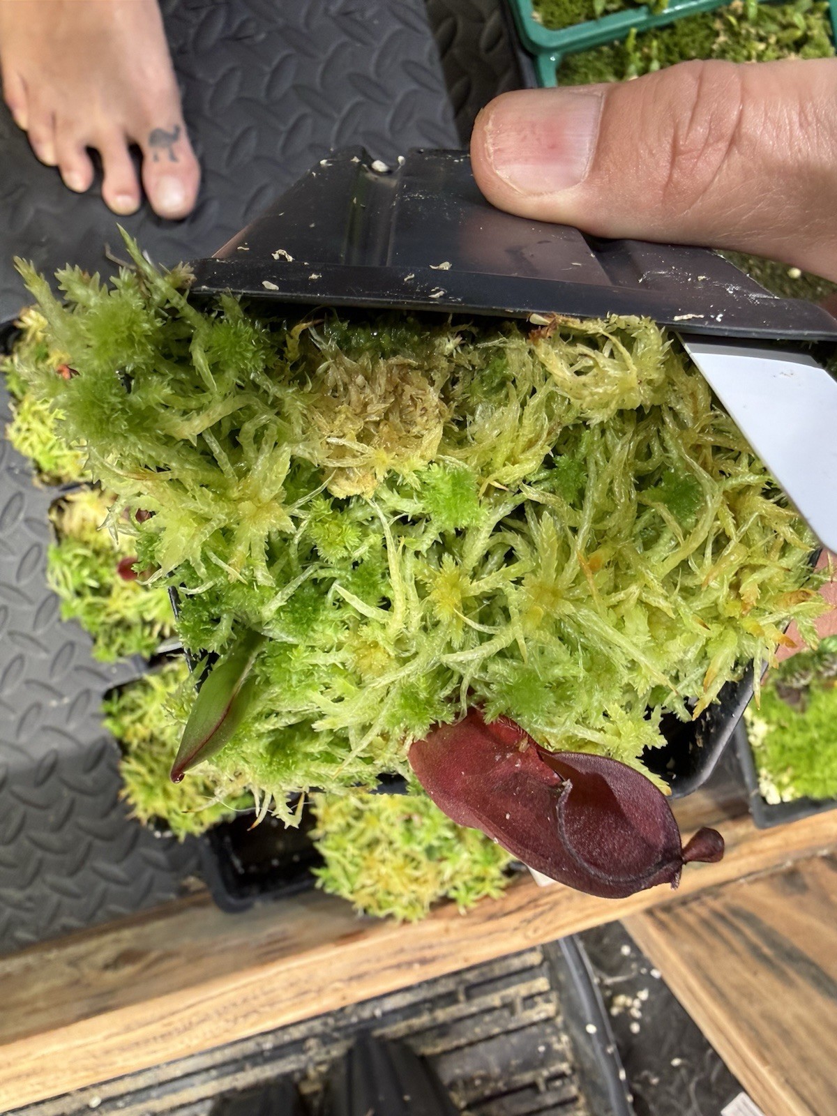 Heliamphora Minor X Cherry Top