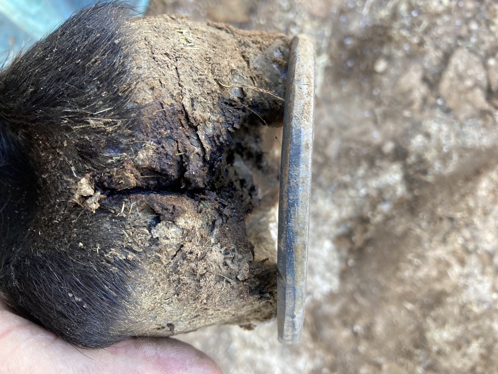 NEW 3 PACK!! Outlaw Thrush Stuff Treatment For Horses Hoofs And Abscesses Care