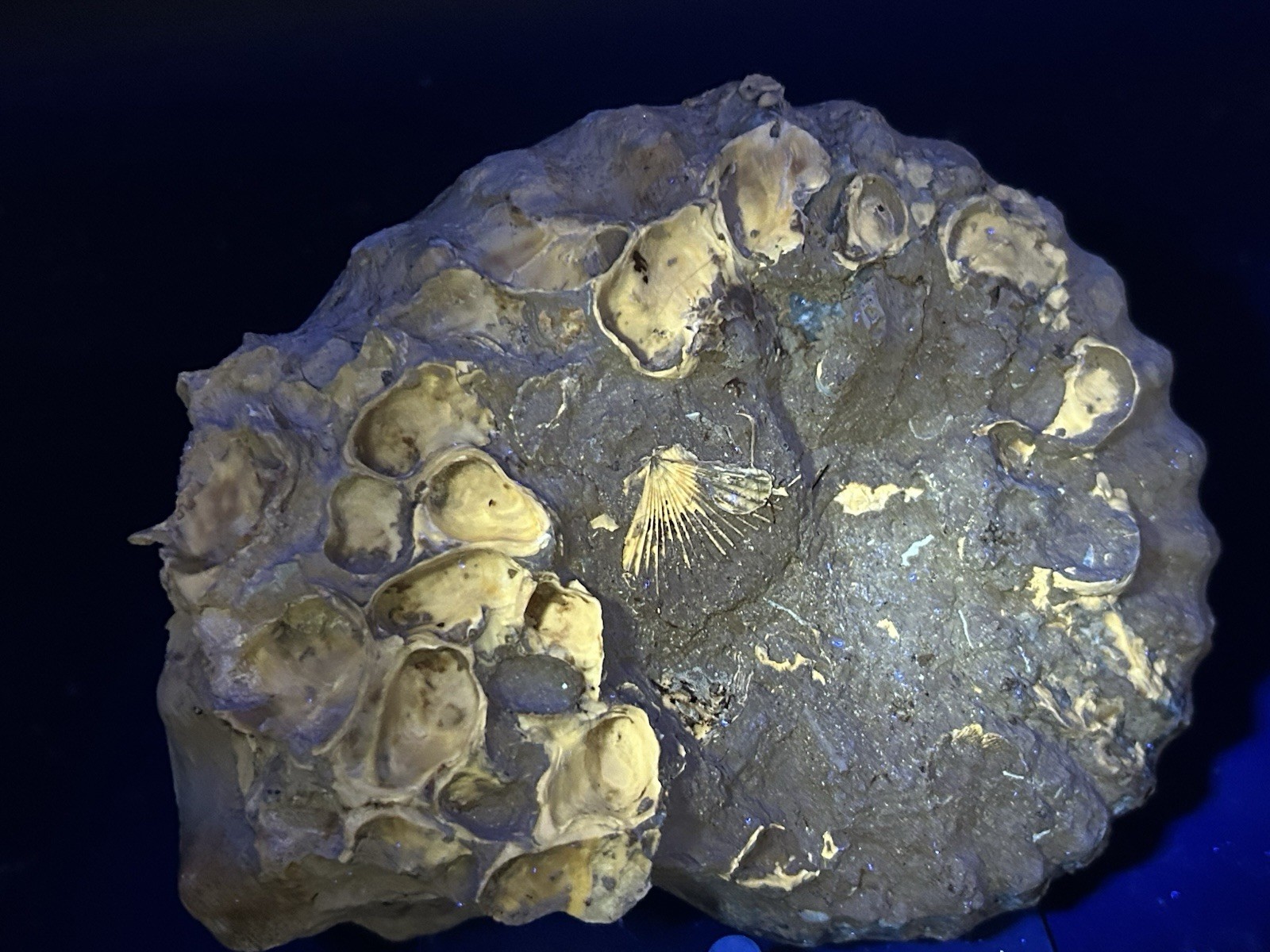 SUPERB 7.5” Cretaceous Mortoniceras Sp.Texas Fossil Ammonite!CRAZY Oyster Party!