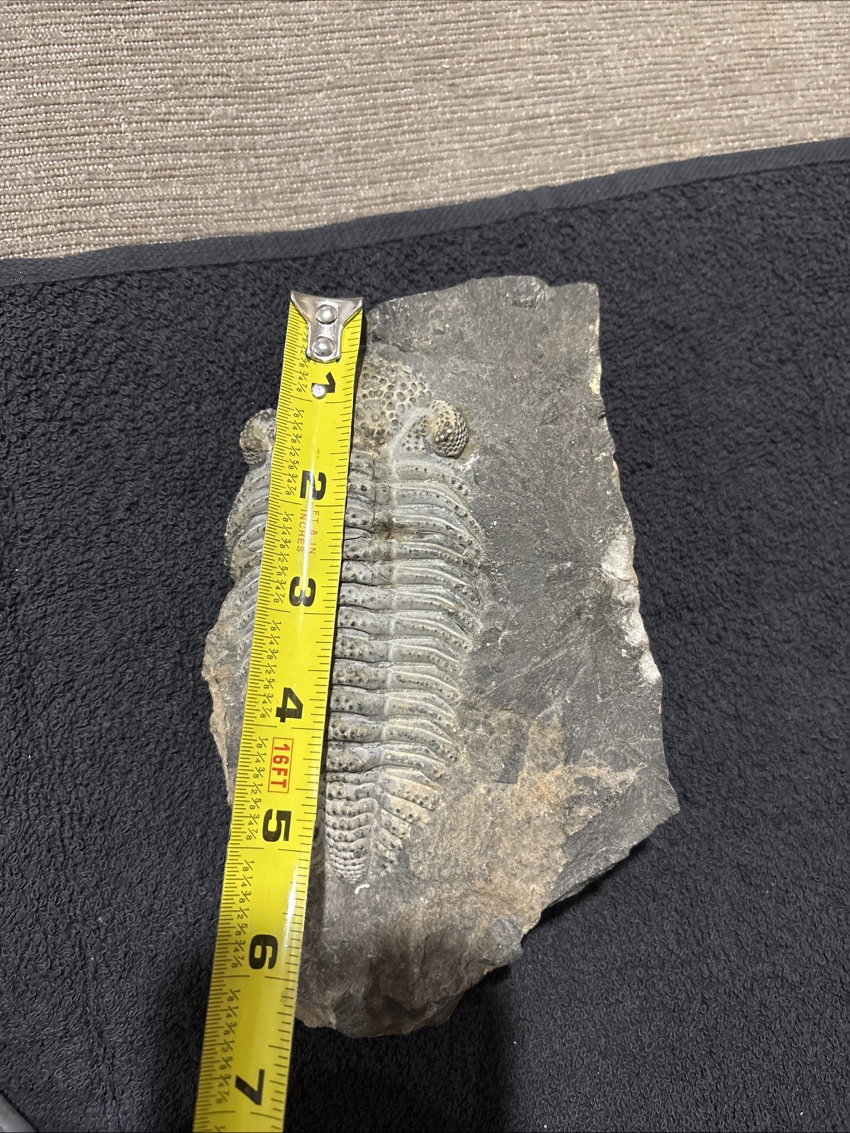 Exceptional Drotops 5 1/2 Inches, Right Side Still Encased Near Pristine