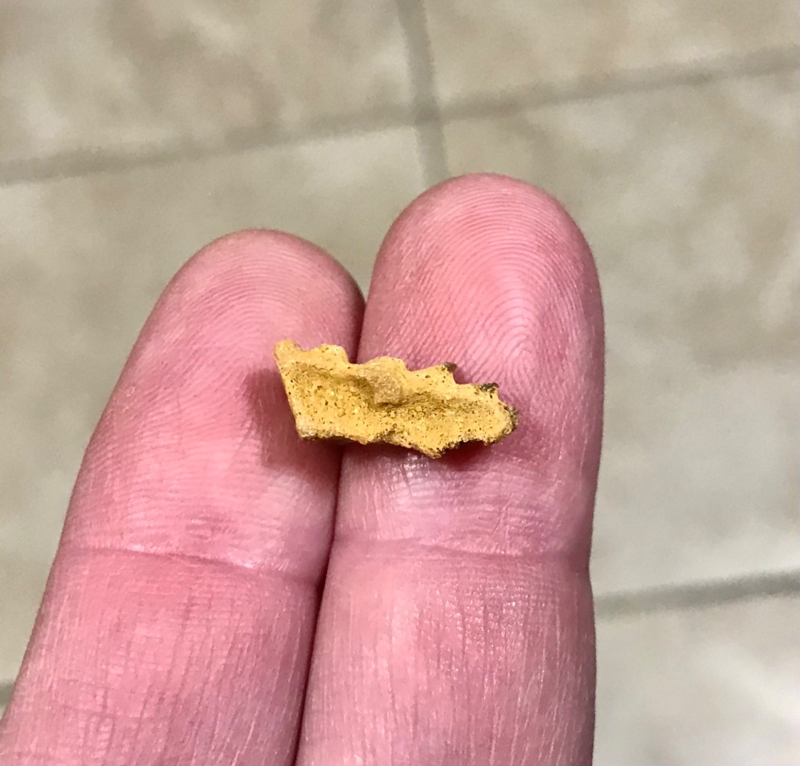 SWEET & AWESOMELY RARE LUNGFISH TOOTH PLATE W PARTIAL JAW ATTACHED FOSSIL