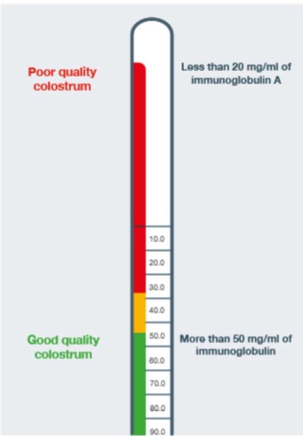 100% BovineRaw Freeze Dried Colostrum Powder High IgG 60-80 mg/ml Immunoglobulin